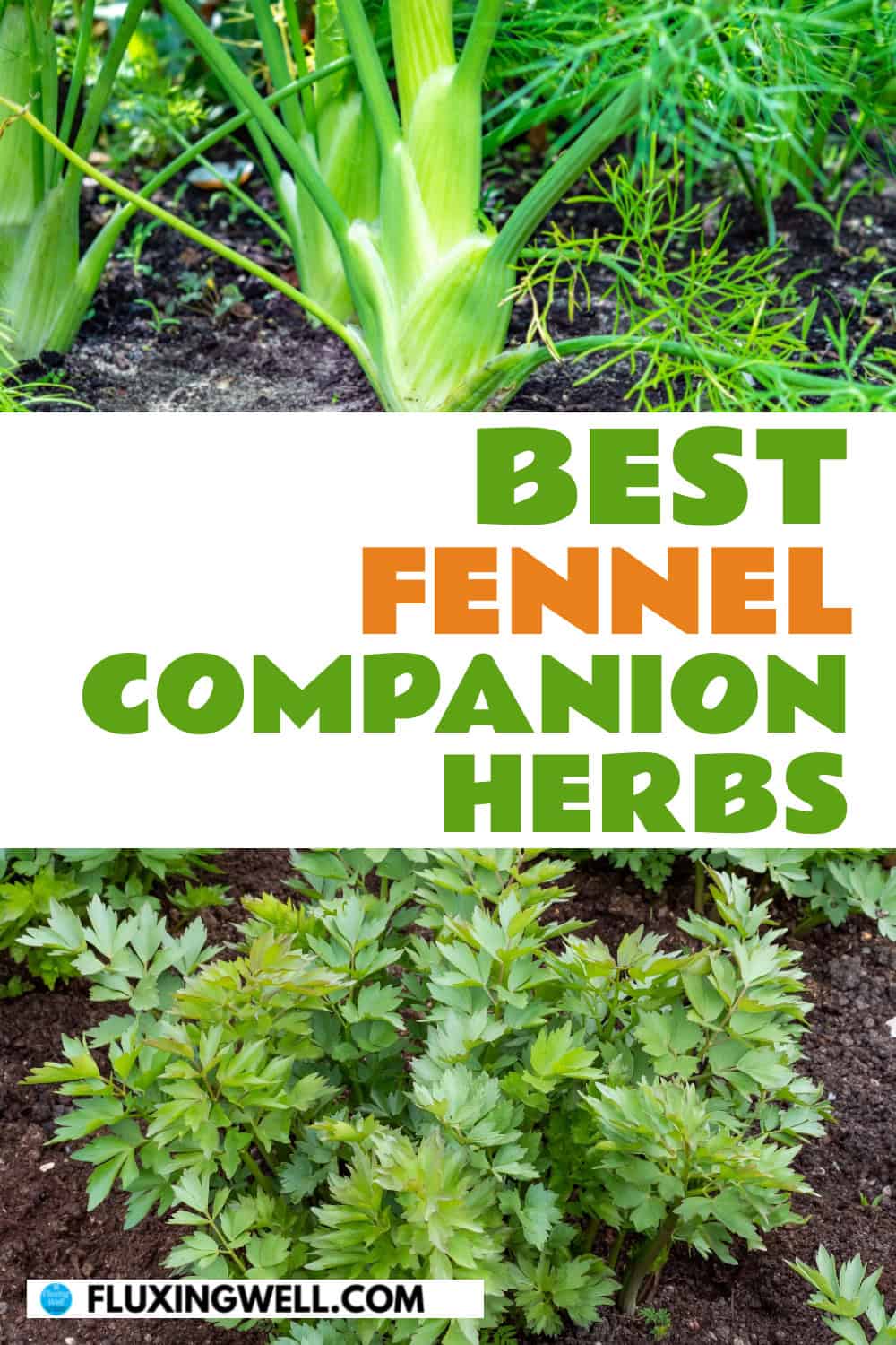 fennel companion plants herbs