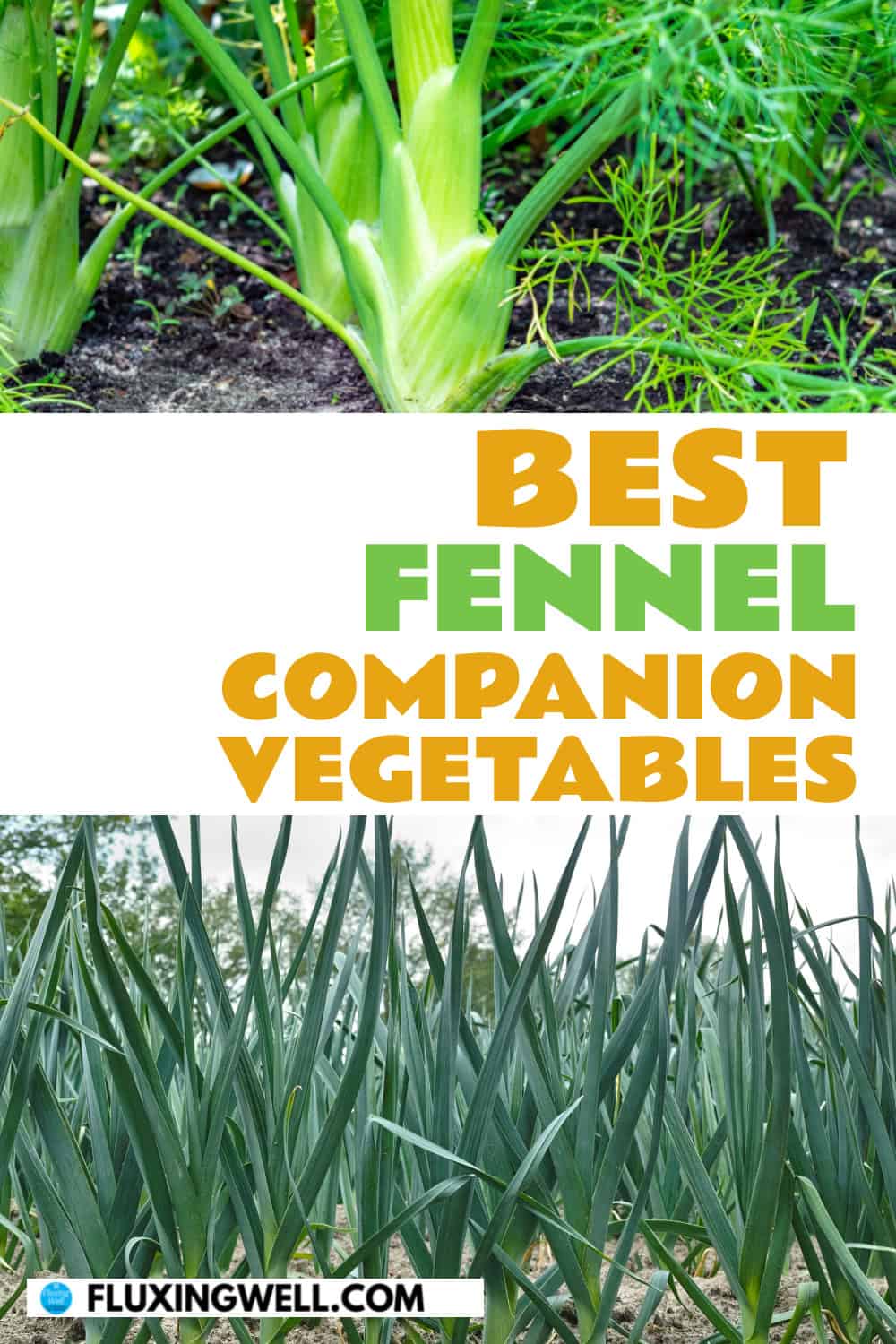 fennel companion plants vegetables