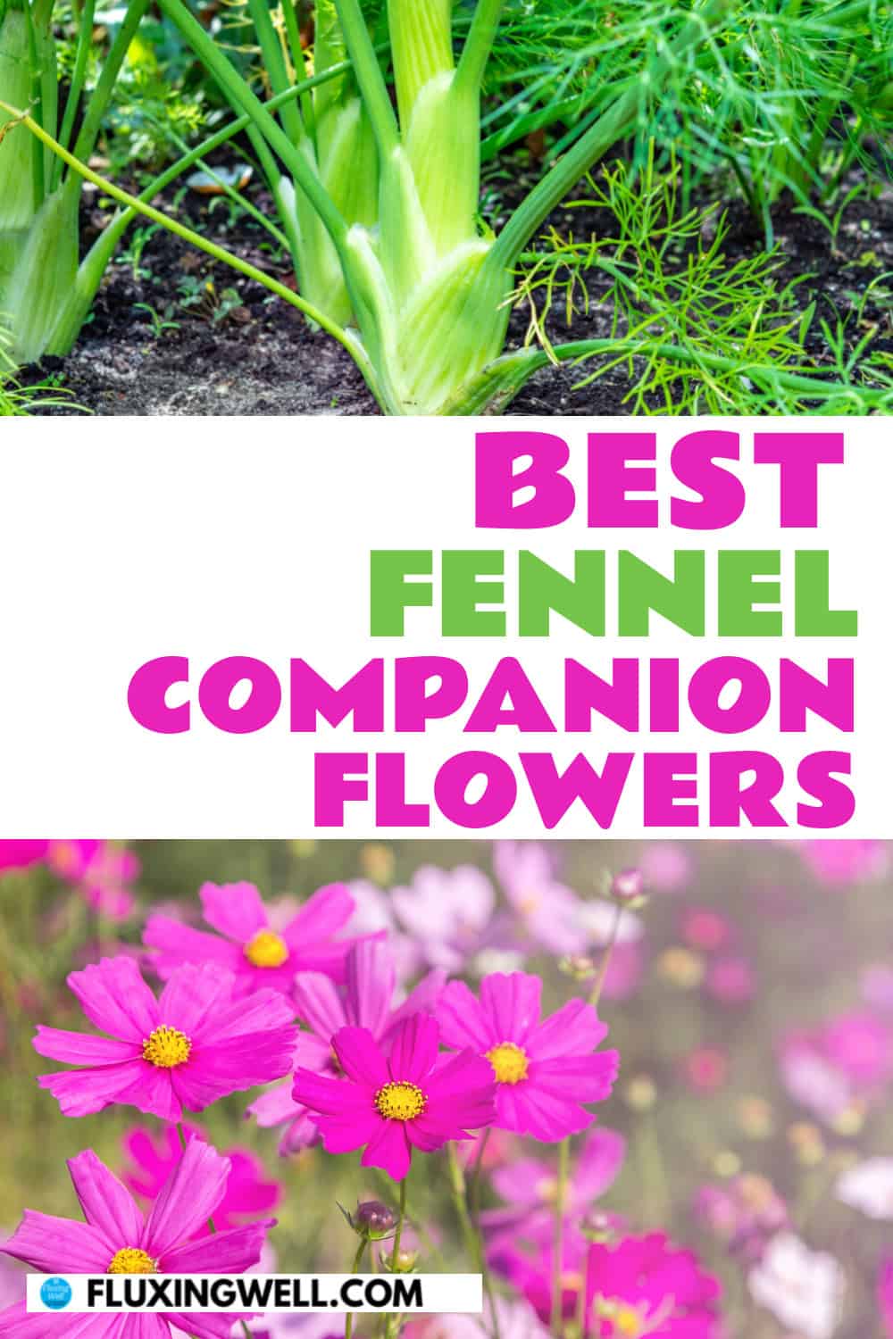 fennel companion plants flowers