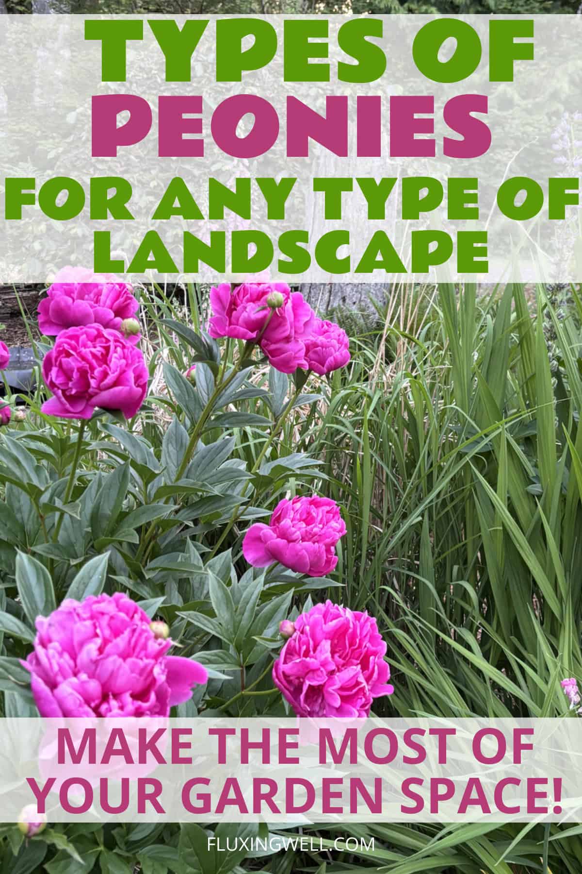 How to grow peonies complete garden guide: any landscape