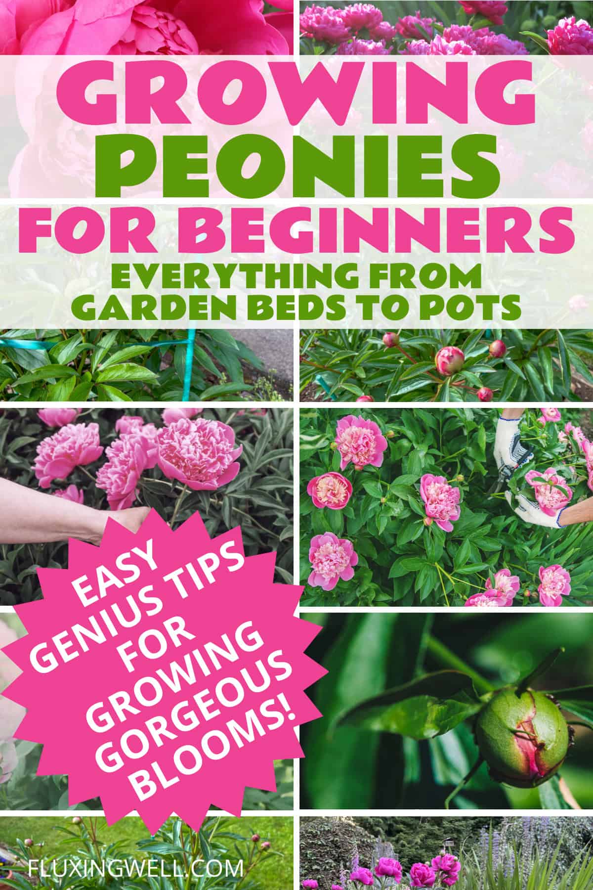 How to grow peonies complete garden guide for beginners
