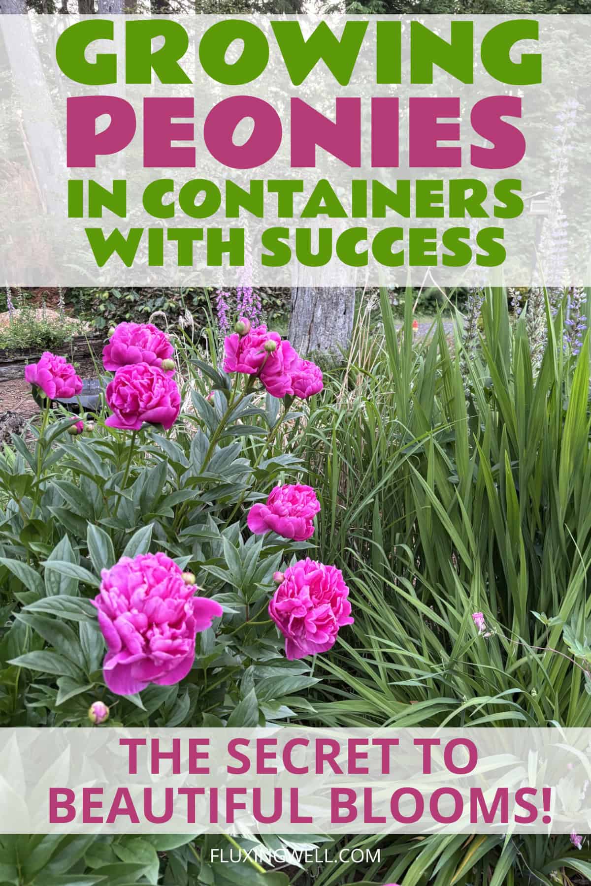 Growing peonies in containers