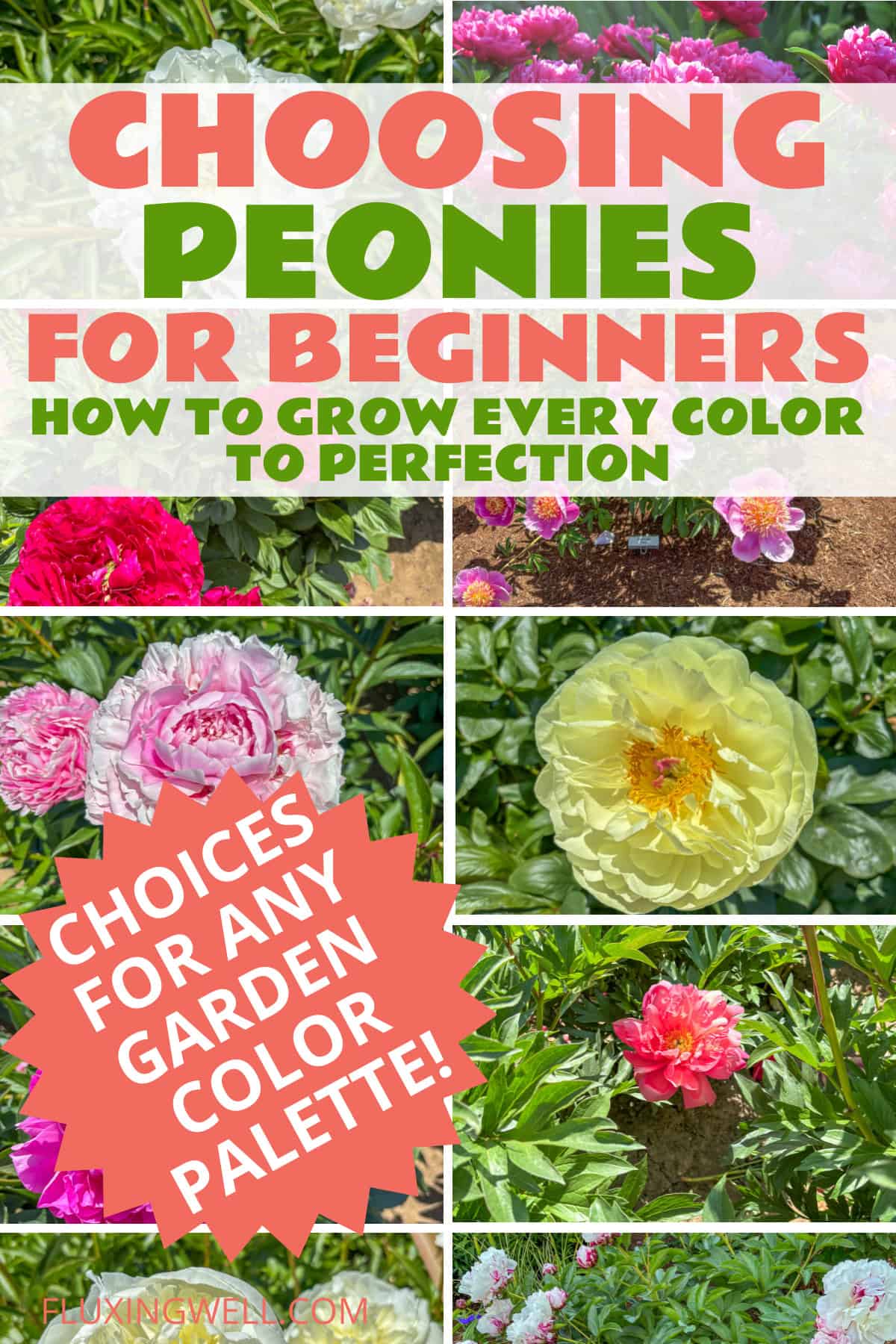 How to grow peonies complete garden guide: choosing the right varieties