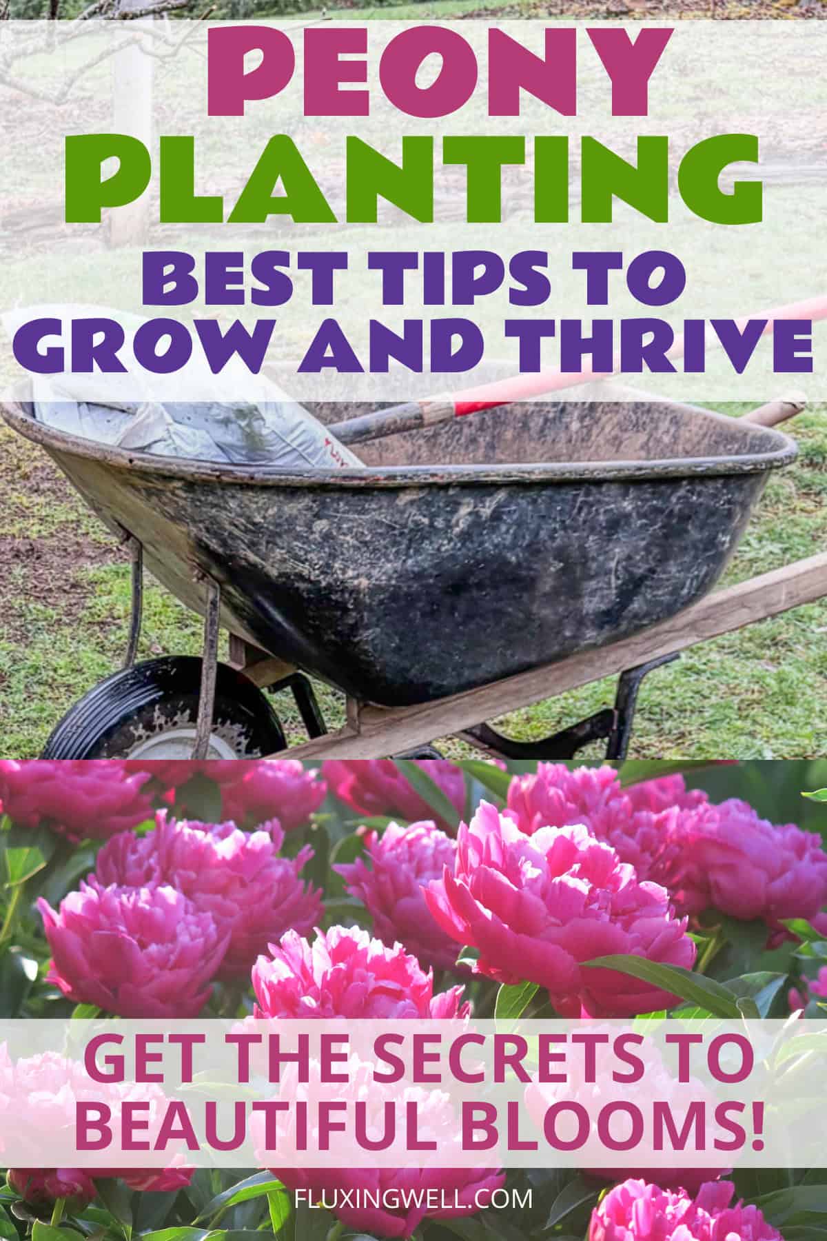 How to grow peonies complete garden guide :planting