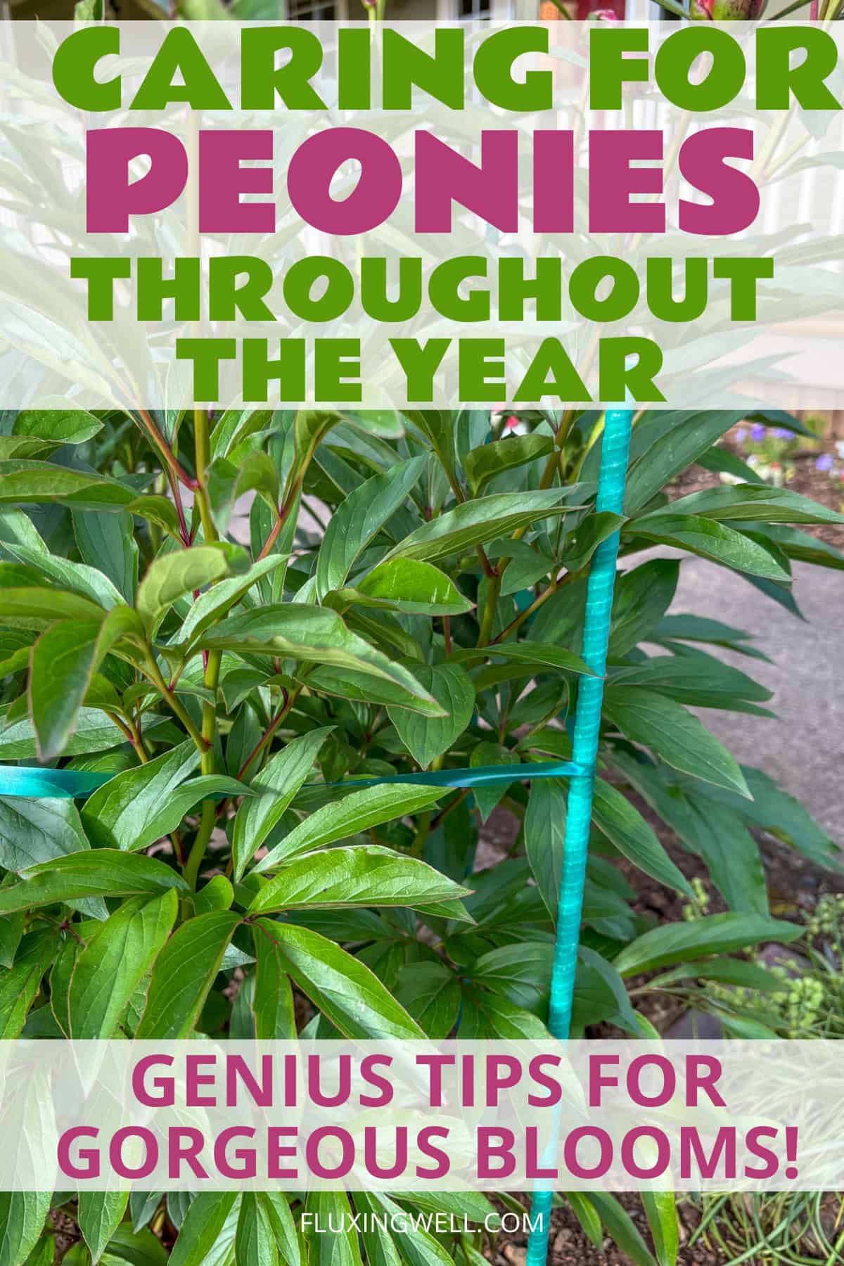 How to grow peonies complete garden guide: caring