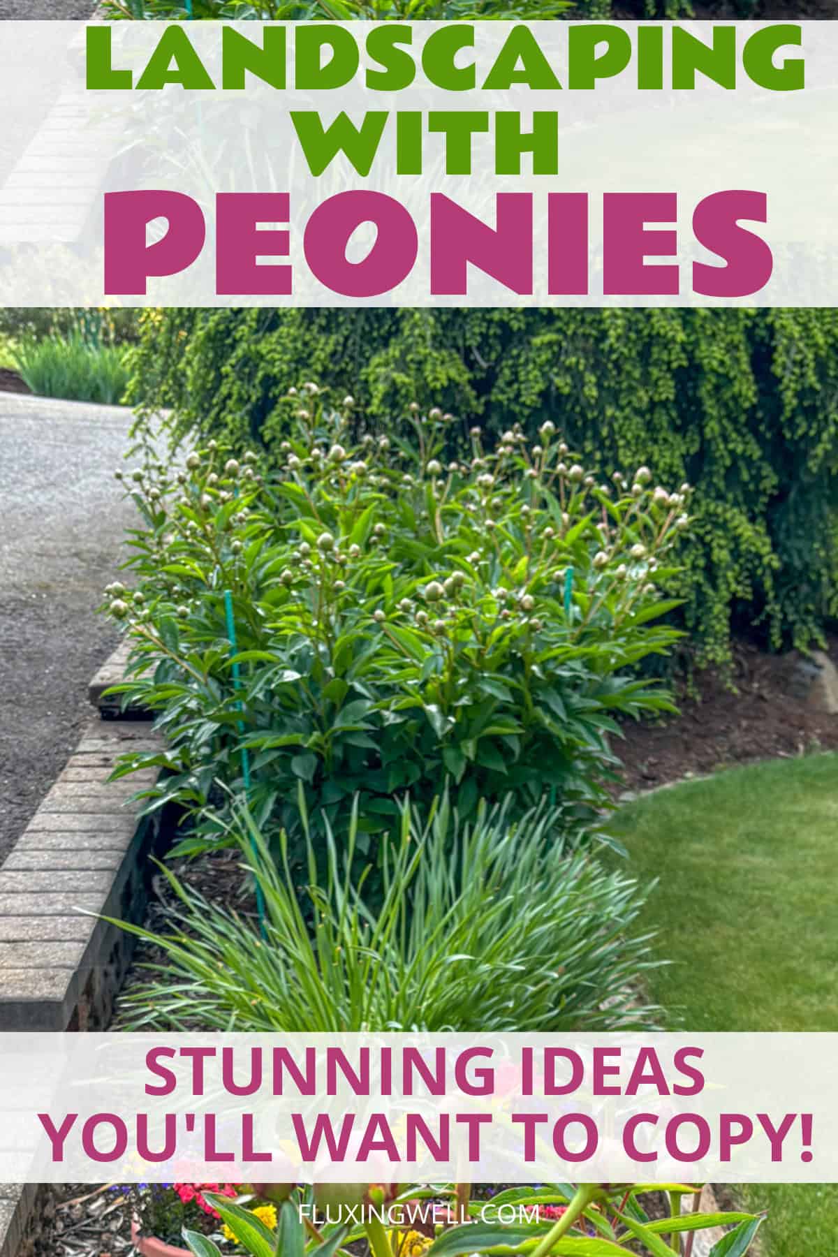 How to grow peonies complete garden guide landscape ideas