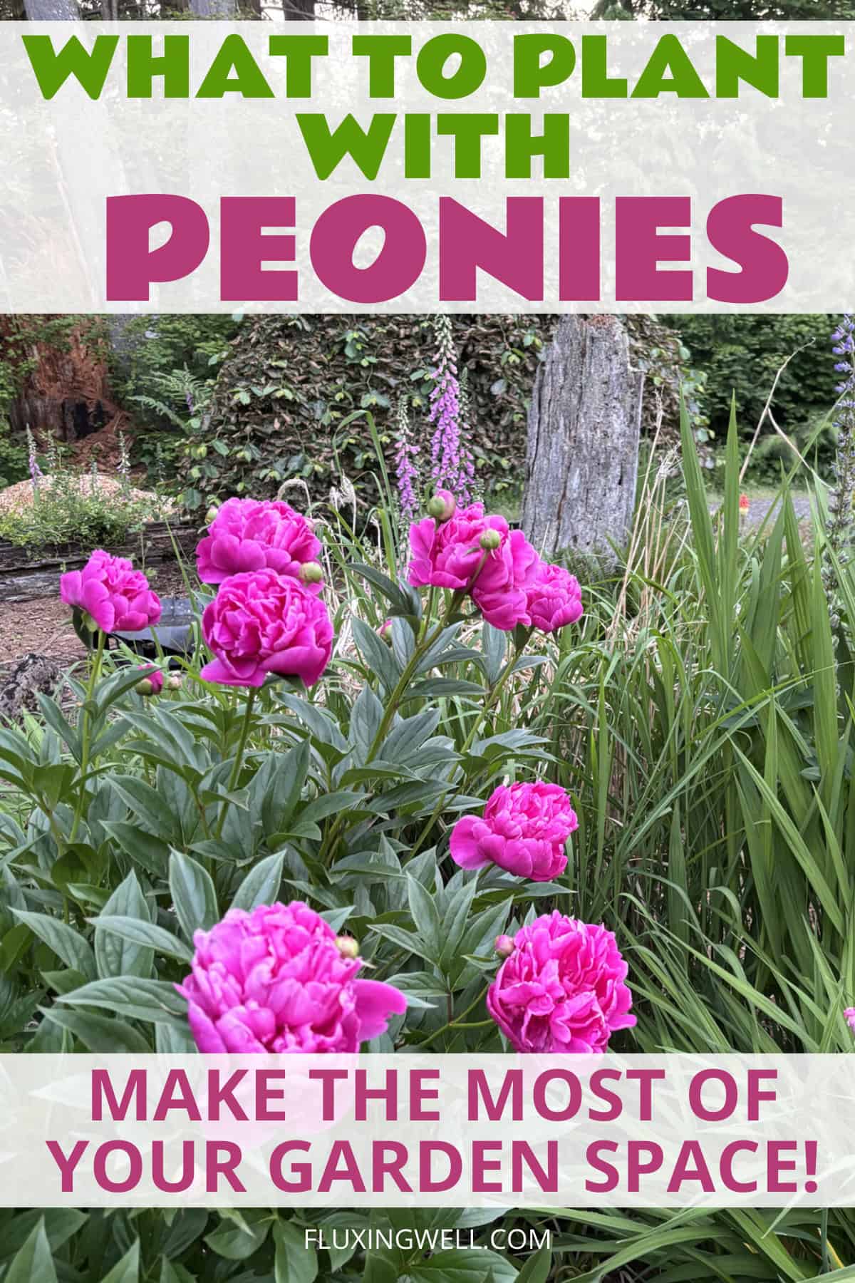 How to grow peonies complete garden guide
