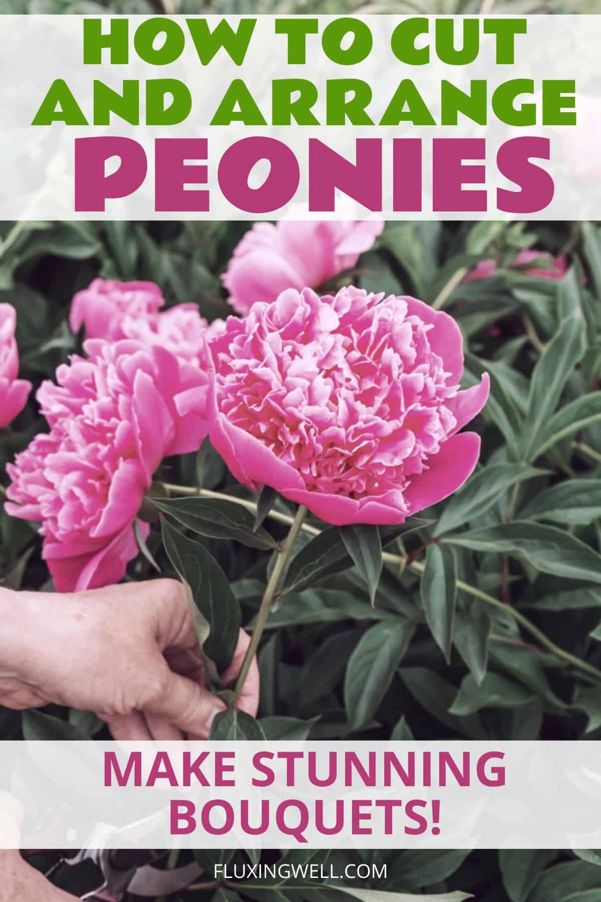 How to grow peonies complete garden guide
