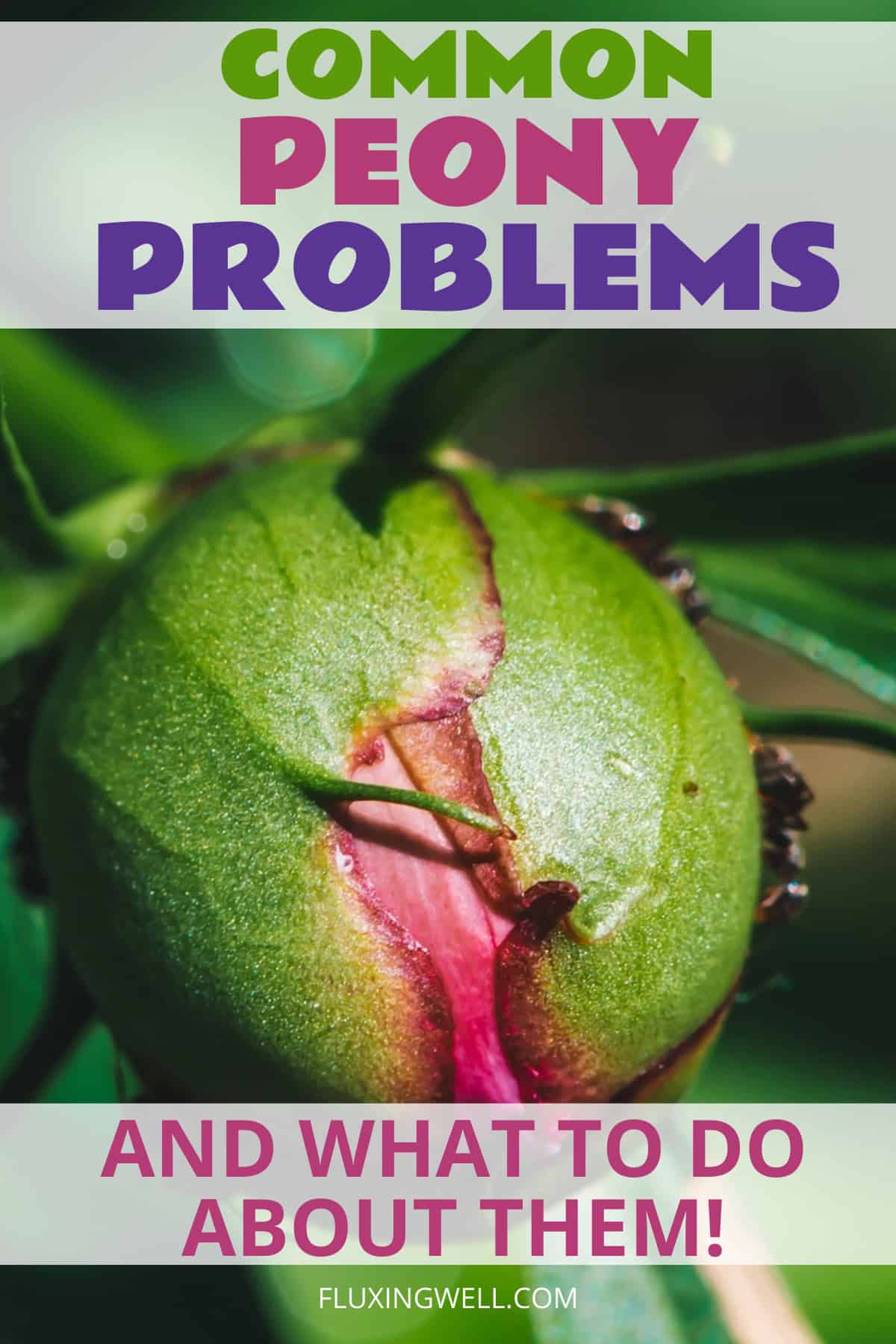 How to grow peonies complete garden guide: problems
