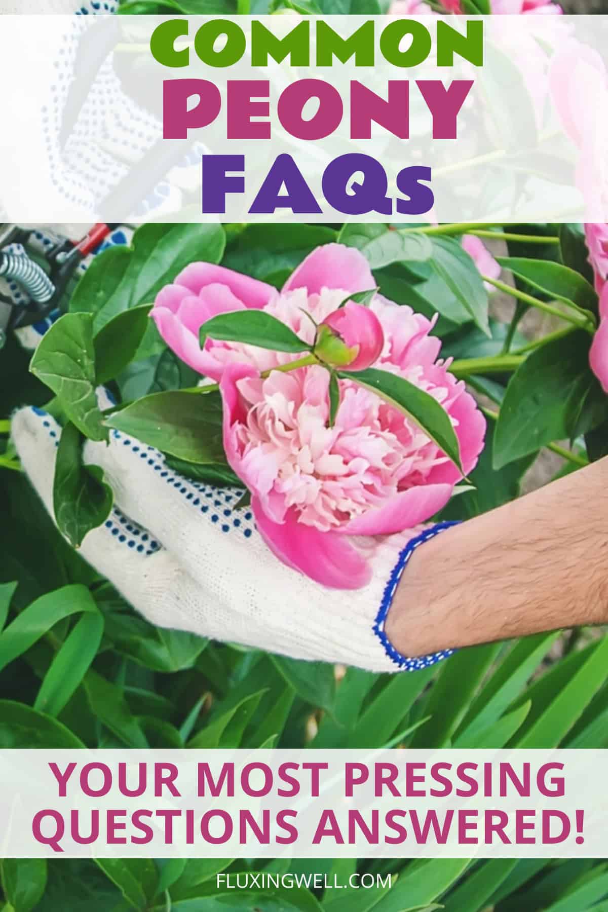 How to grow peonies complete garden guide: FAQs