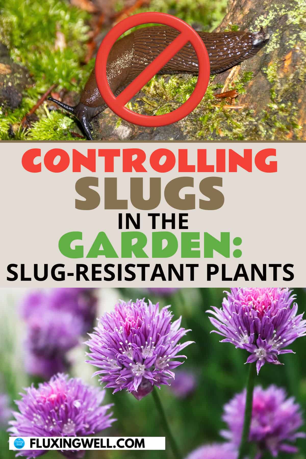 getting rid of slugs and controlling slugs