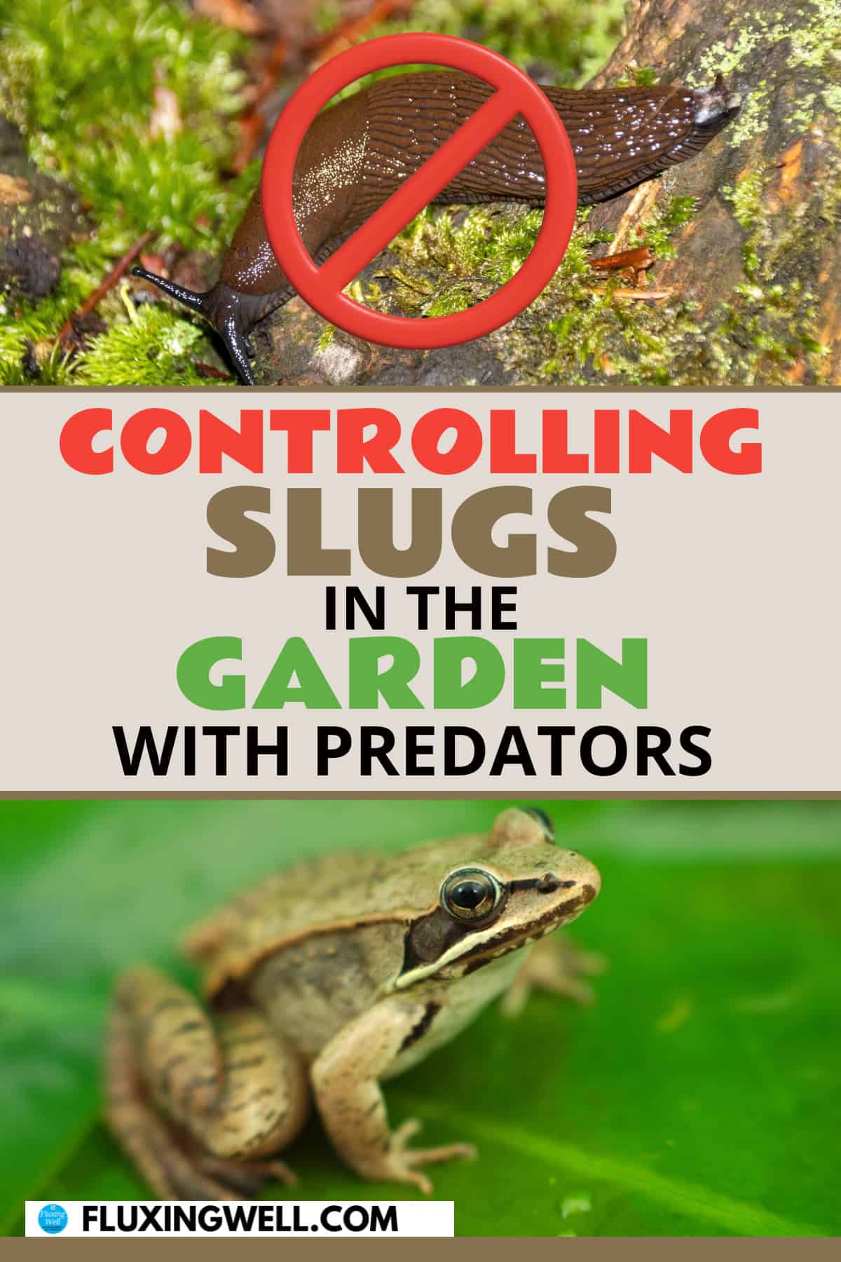 getting rid of slugs and controlling slugs