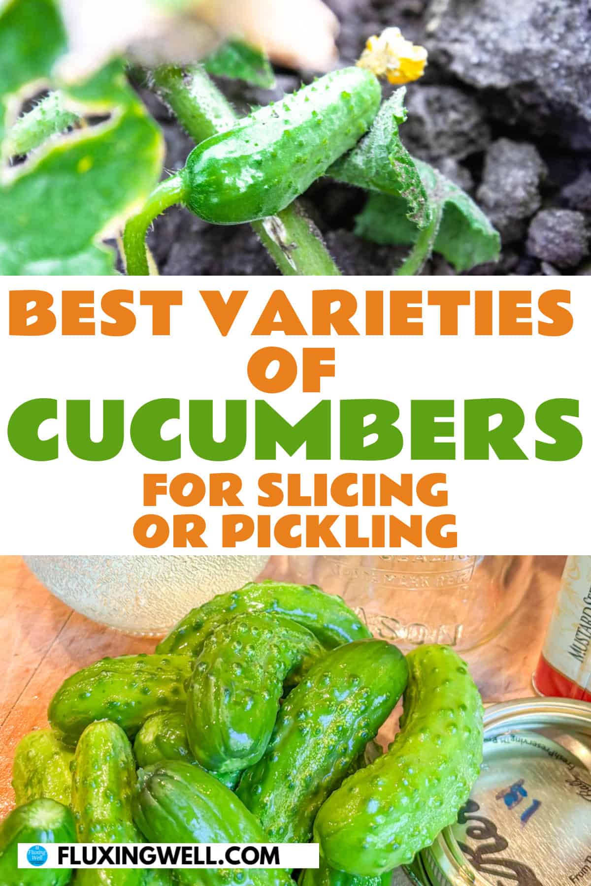 cucumber companion plants best varieties
