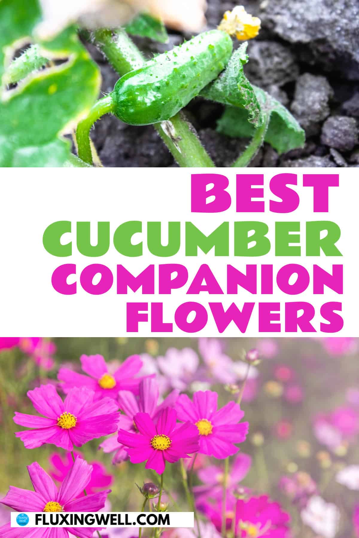 cucumber companion plants flowers