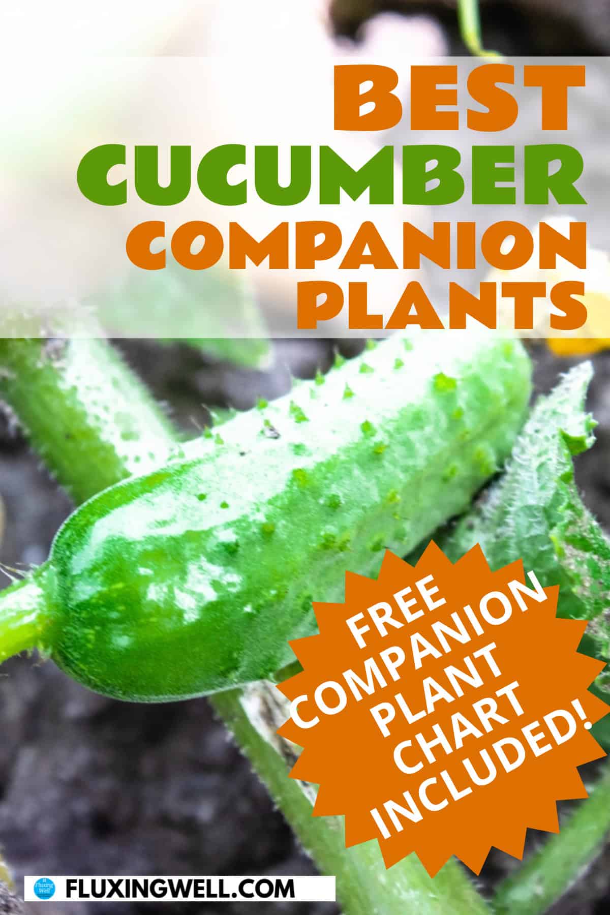 cucumber companion plants with chart