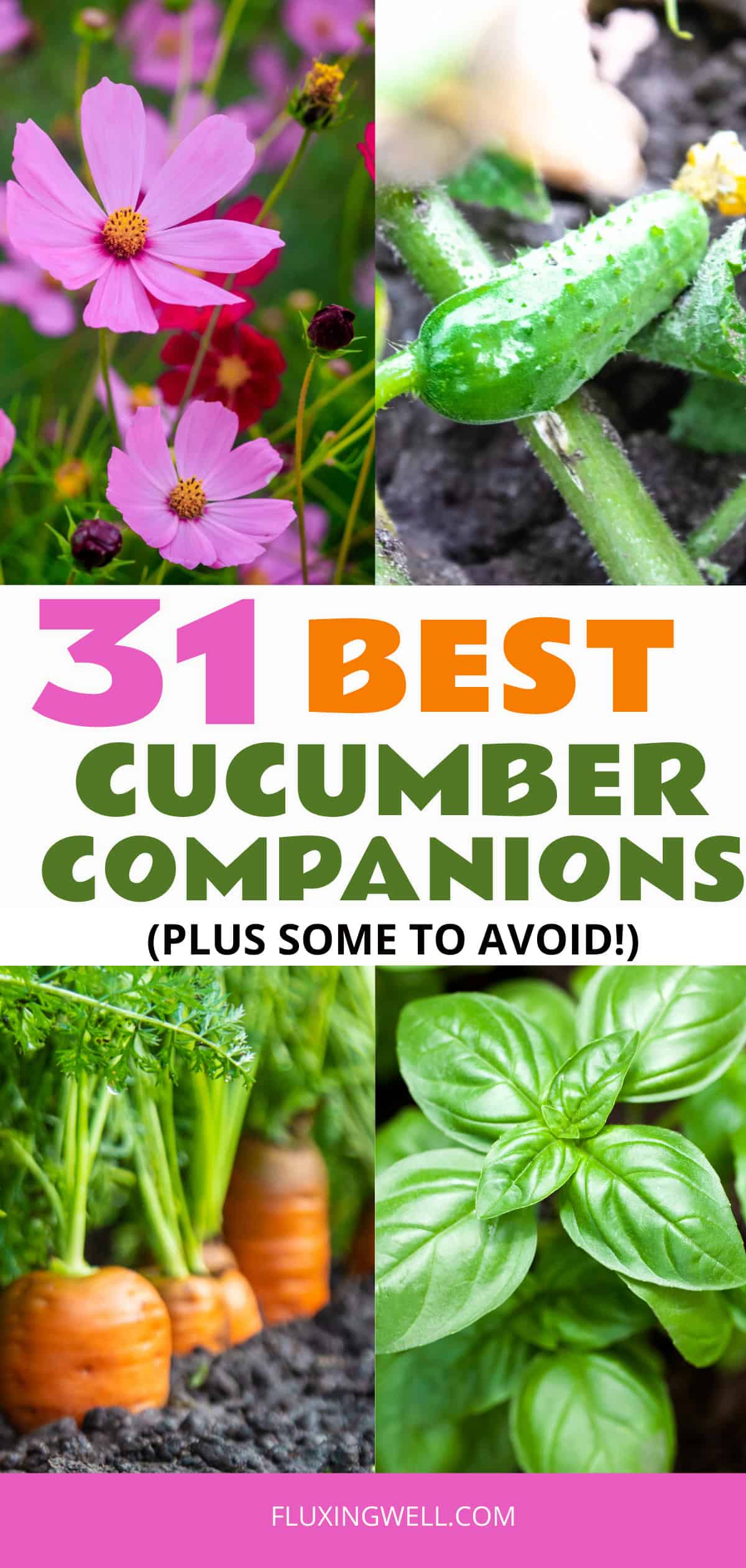 31 Cucumber Companion Plants - Fluxing Well