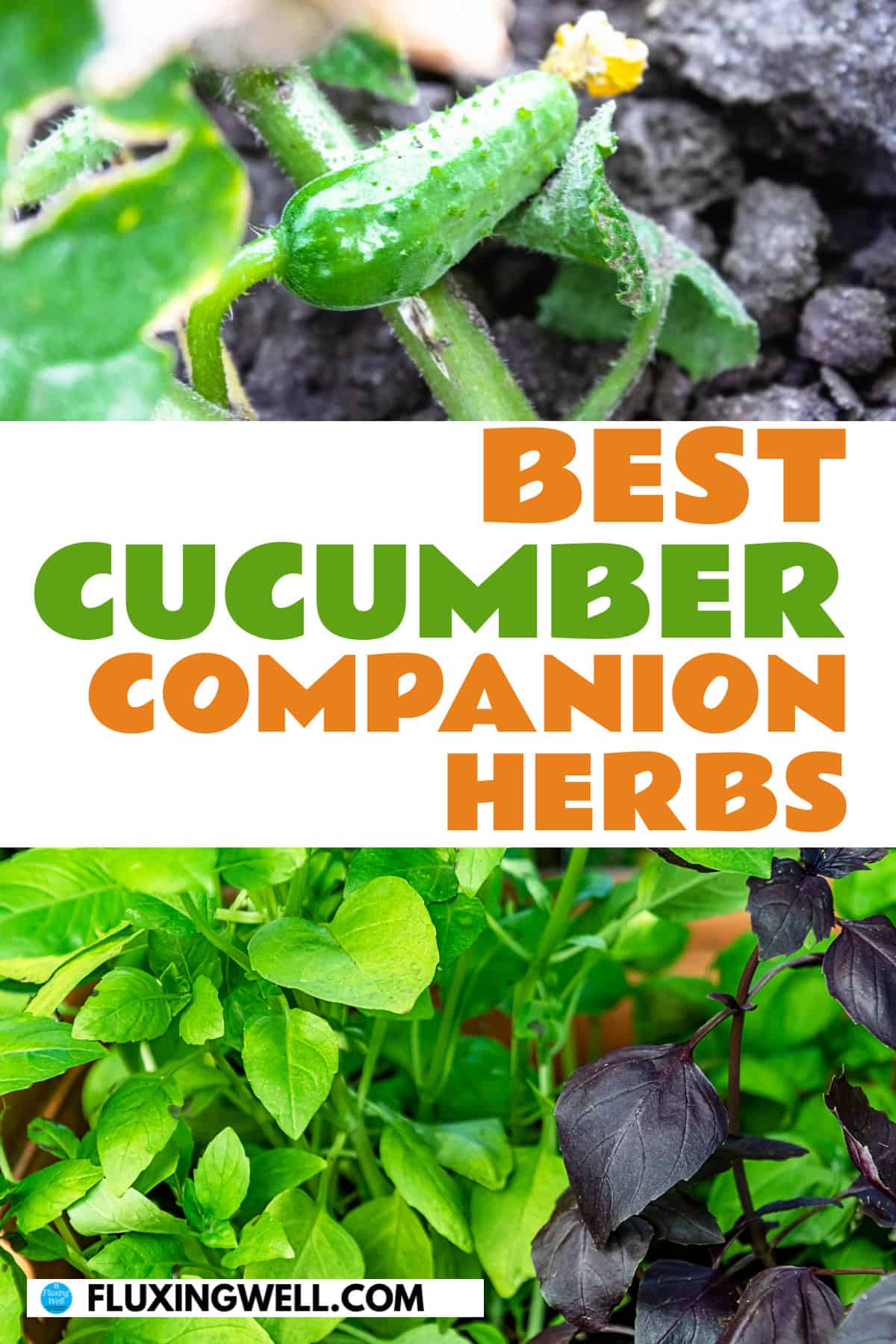 cucumber companion plants herbs