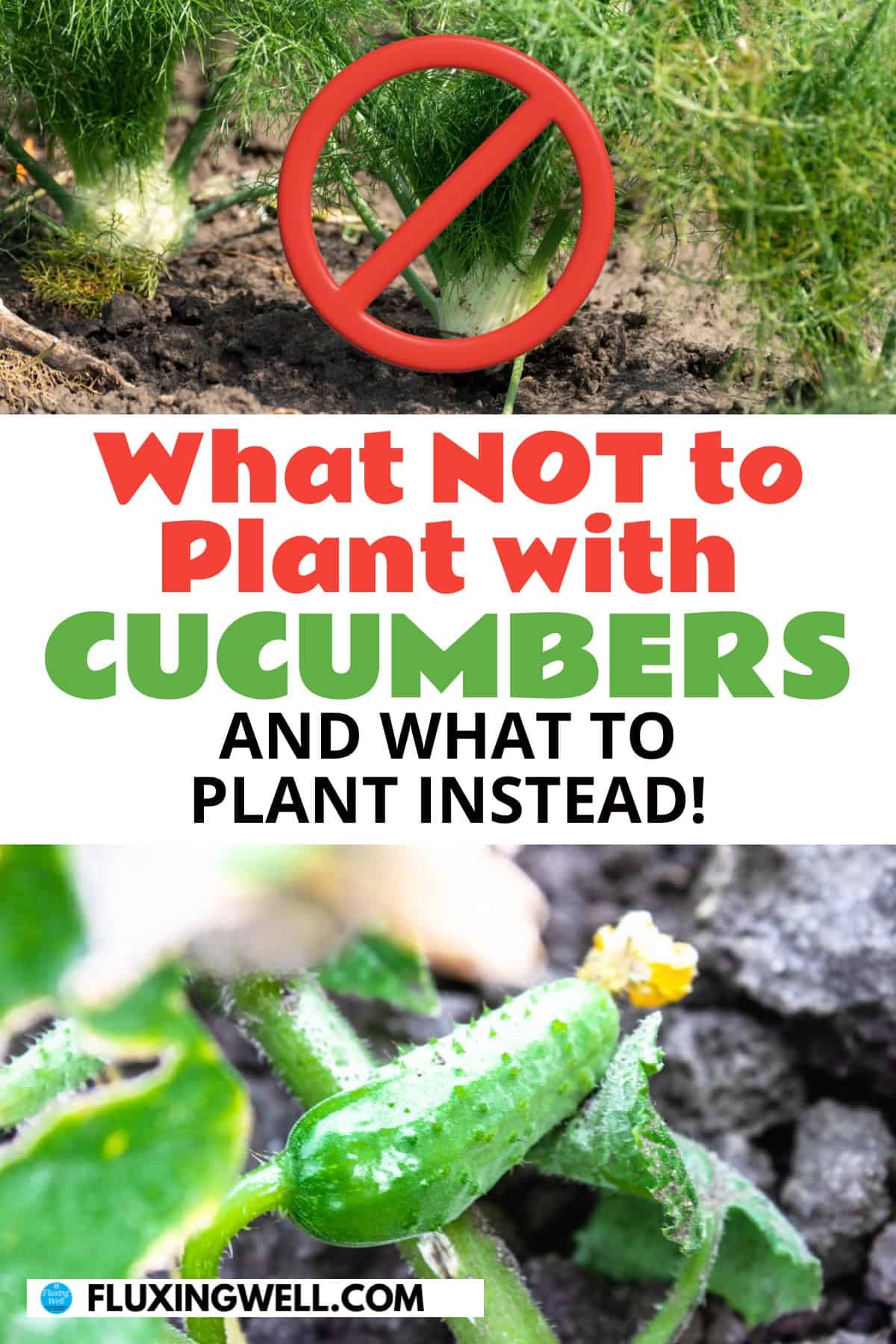 cucumber companion plants what not to plant