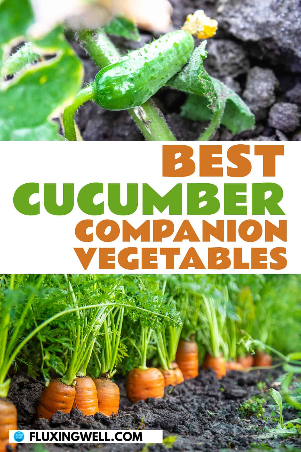 cucumber companion plants vegetables