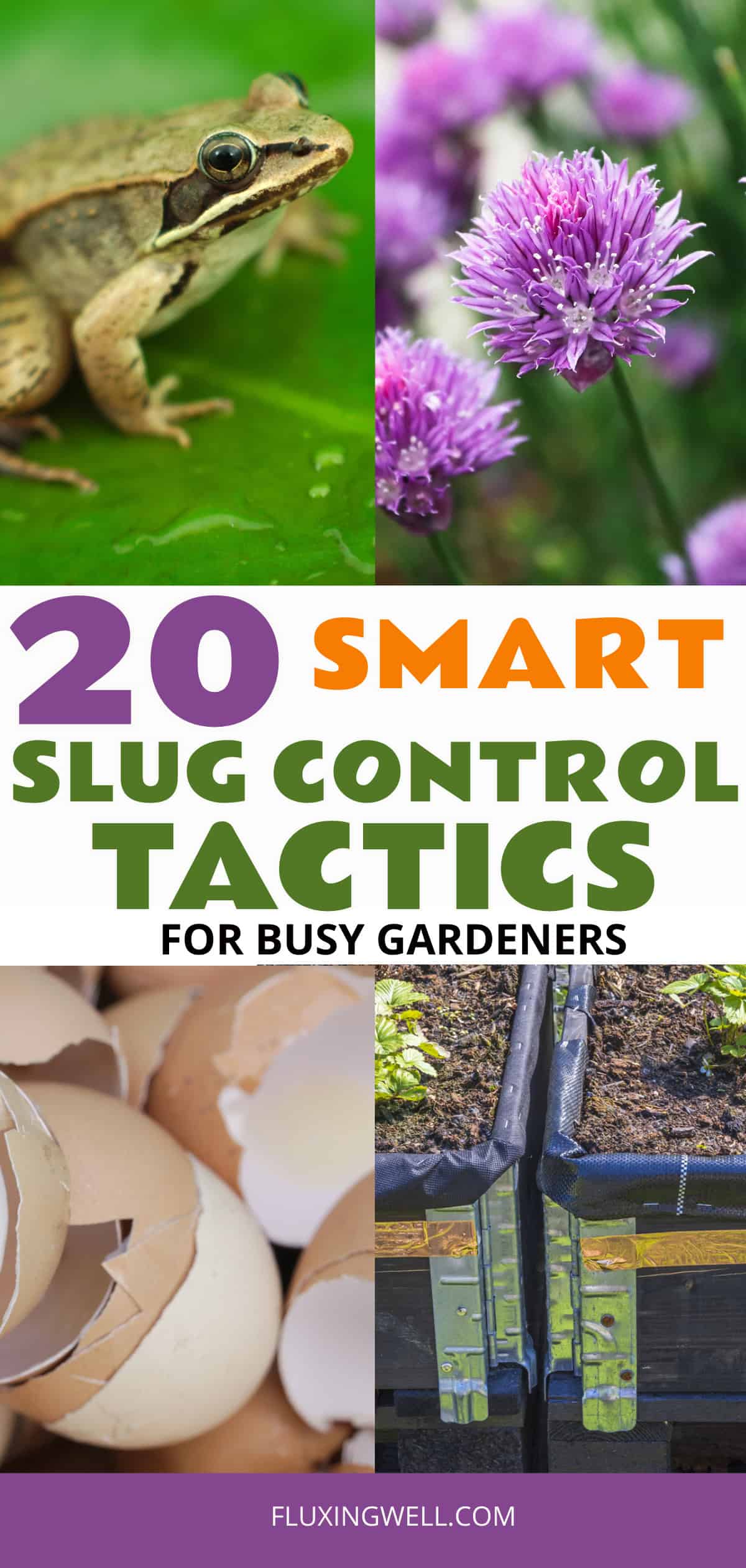 getting rid of slugs and controlling slugs
