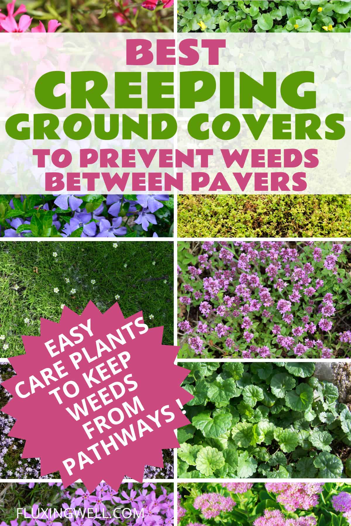 how to prevent weeds growing in between pavers with hardy grouund covers