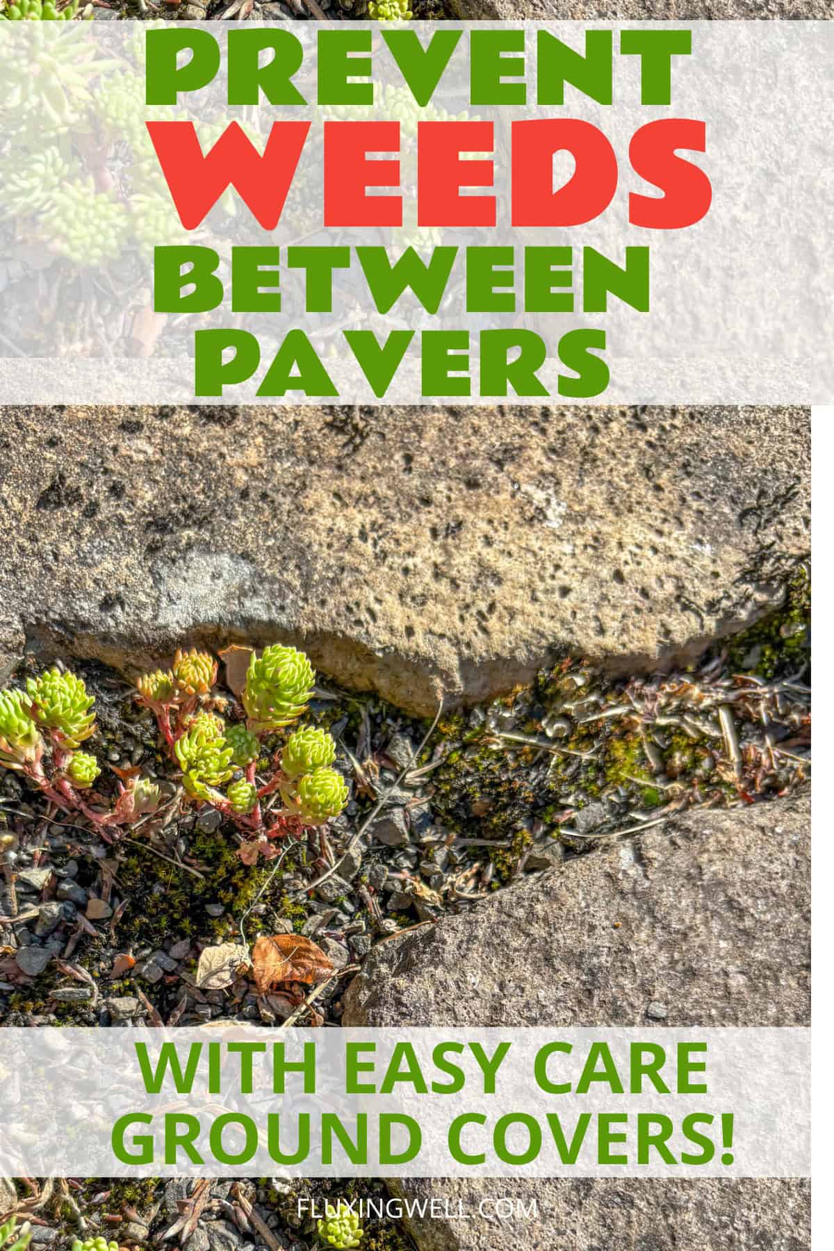 how to prevent weeds growing in between pavers with ground covers