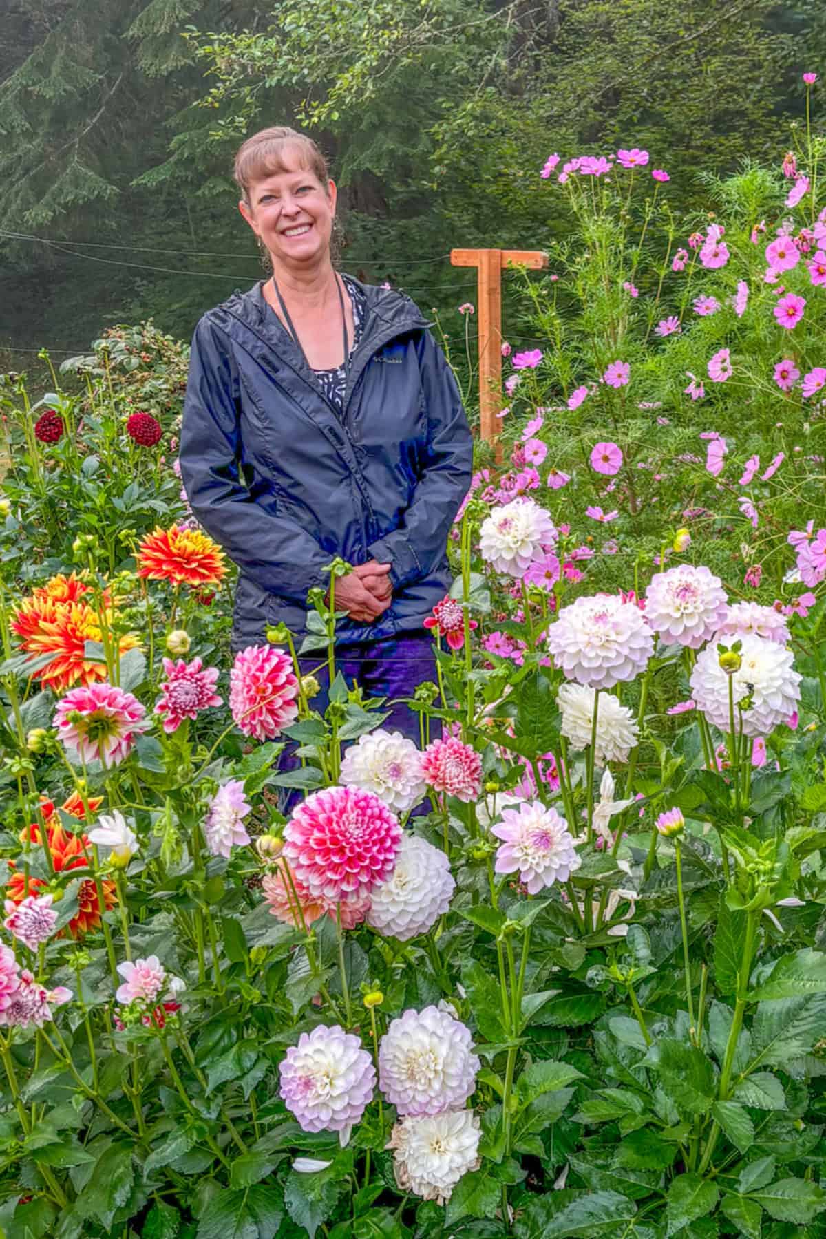 supporting dahlias in the garden dahlias in bloom