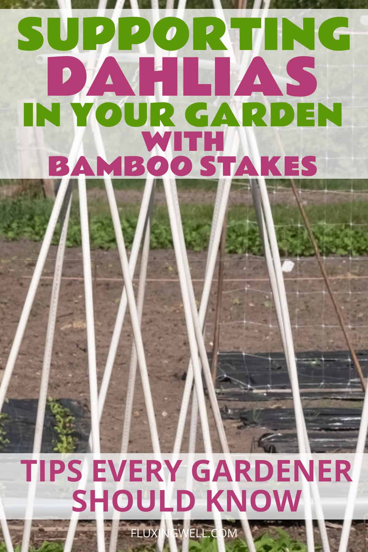 supporting dahlias in the garden with bamboo stakes