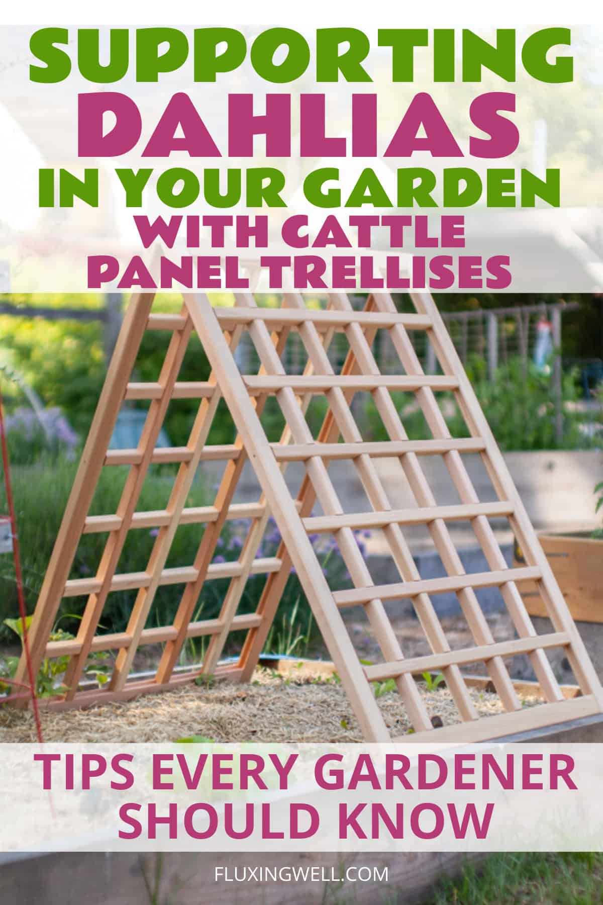 supporting dahlias in the garden with a cattle panel trellis