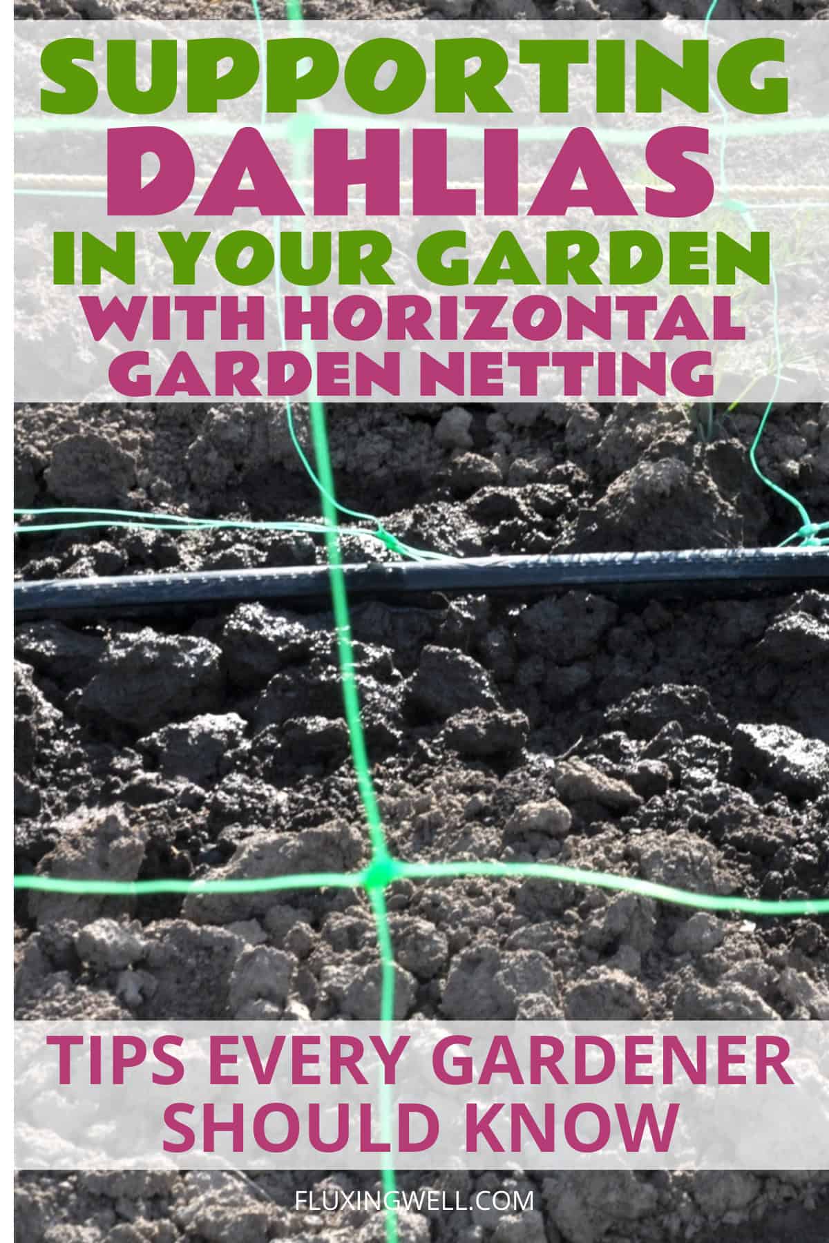 supporting dahlias in the garden with garden netting