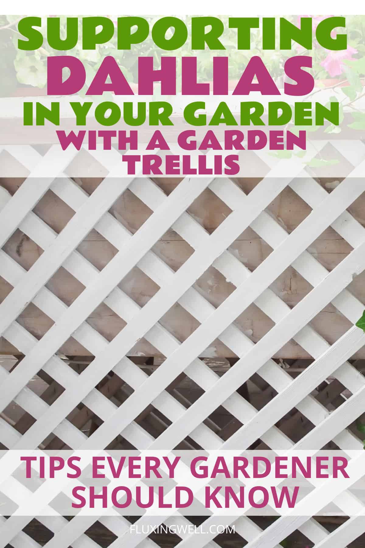 supporting dahlias in the garden with lattice trellis