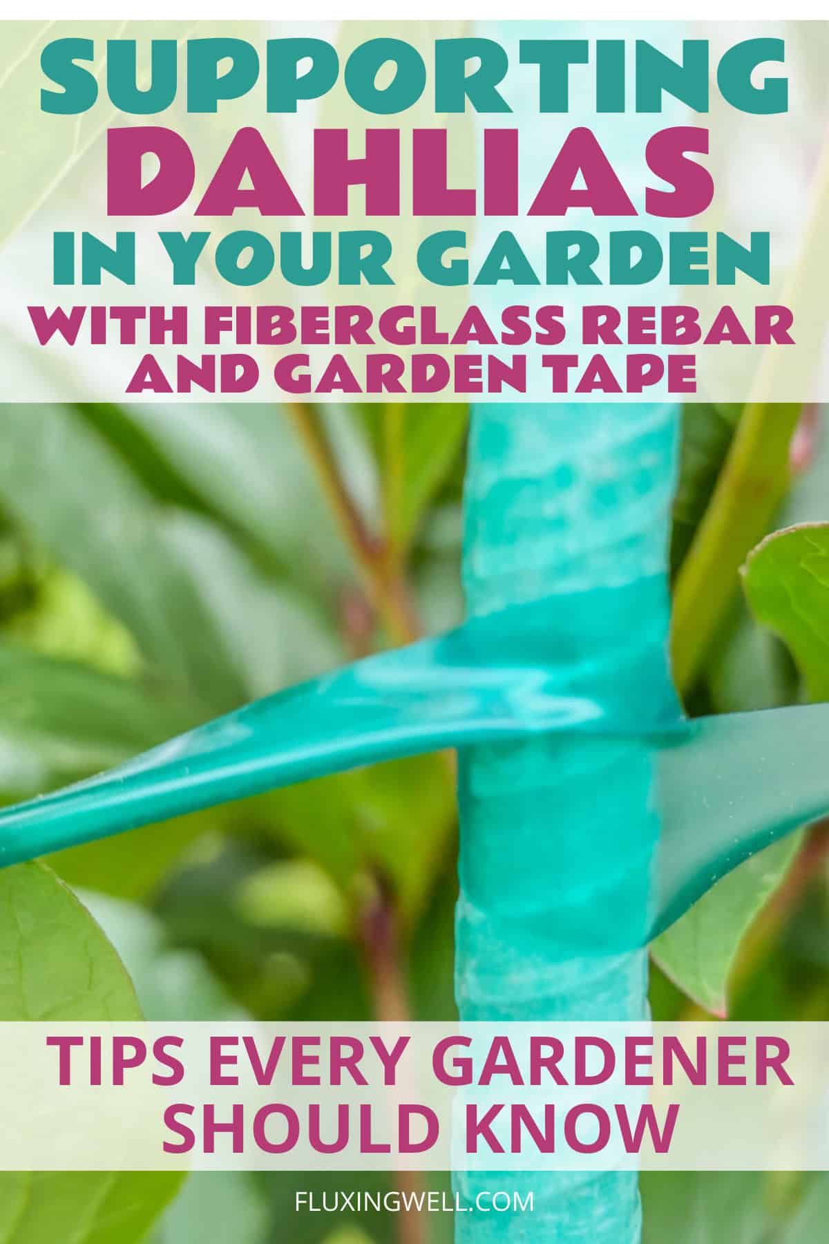 supporting dahlias in the garden with fiberglass rebar and garden tape