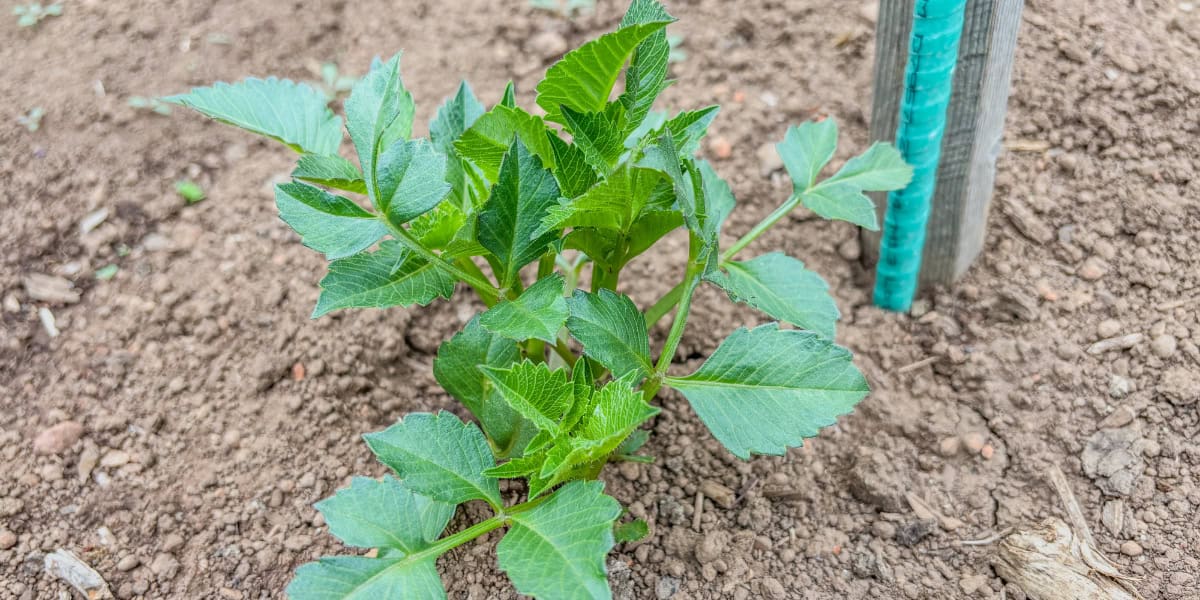 supporting dahlias in the garden young dahlia with fiberglass rebar support