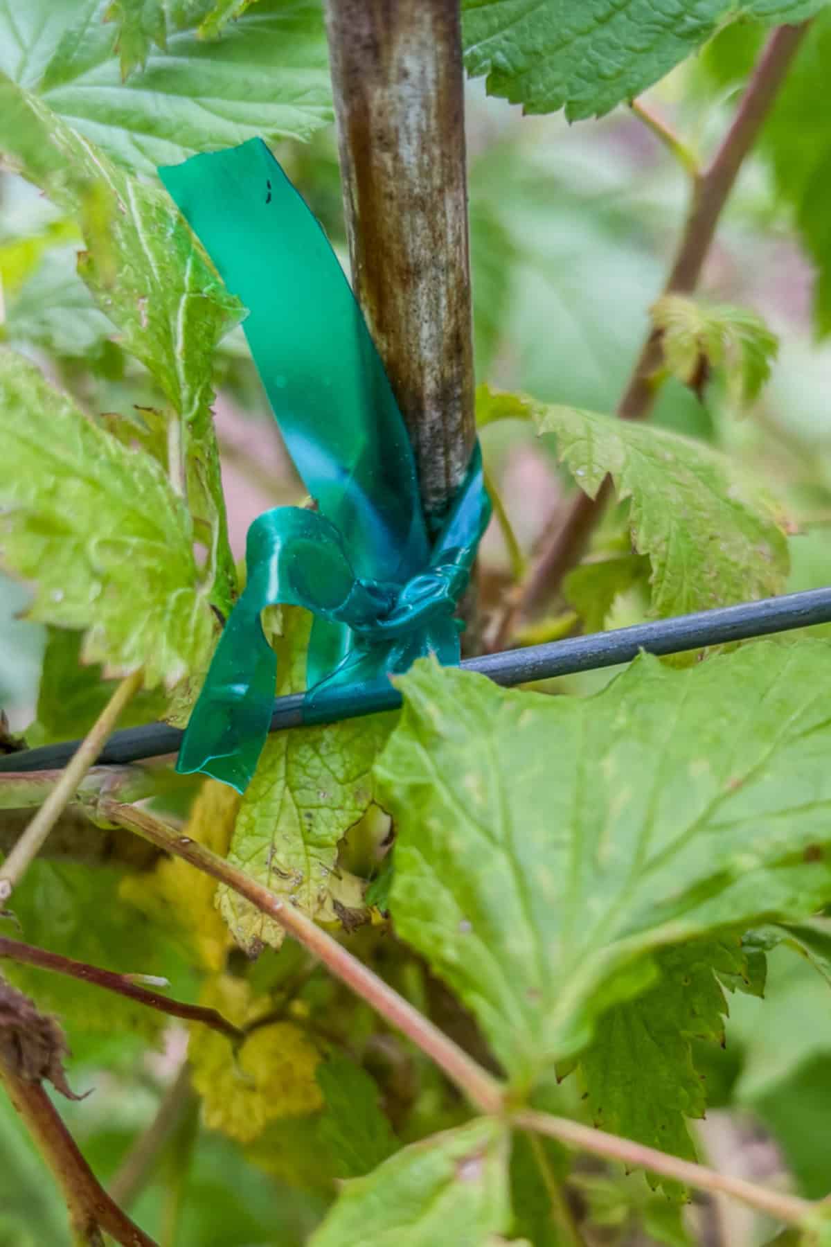 supporting raspberries with garden tape and wire