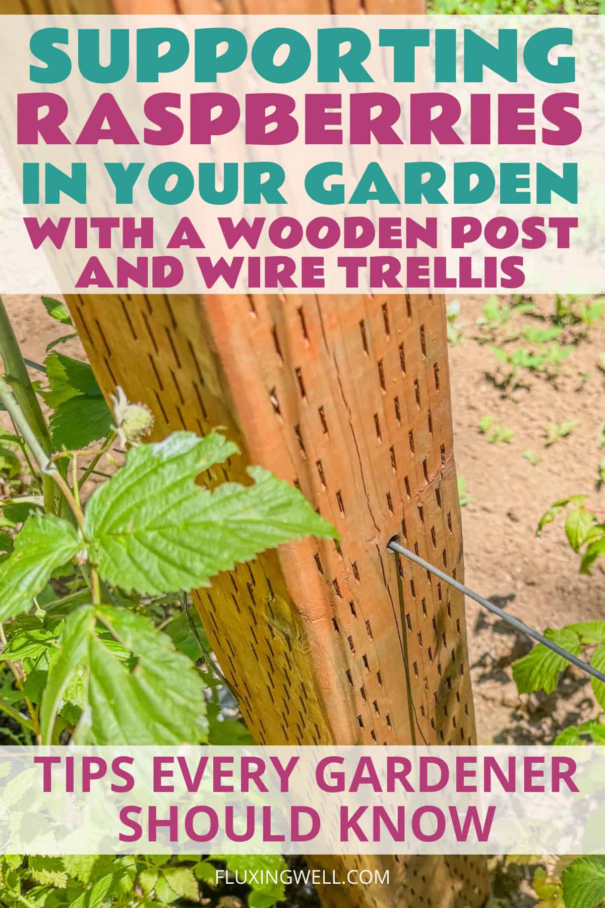 supporting raspberries with a wire and post trellis