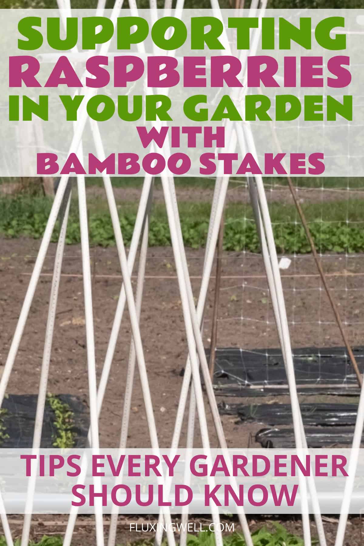 supporting raspberries with bamboo stakes