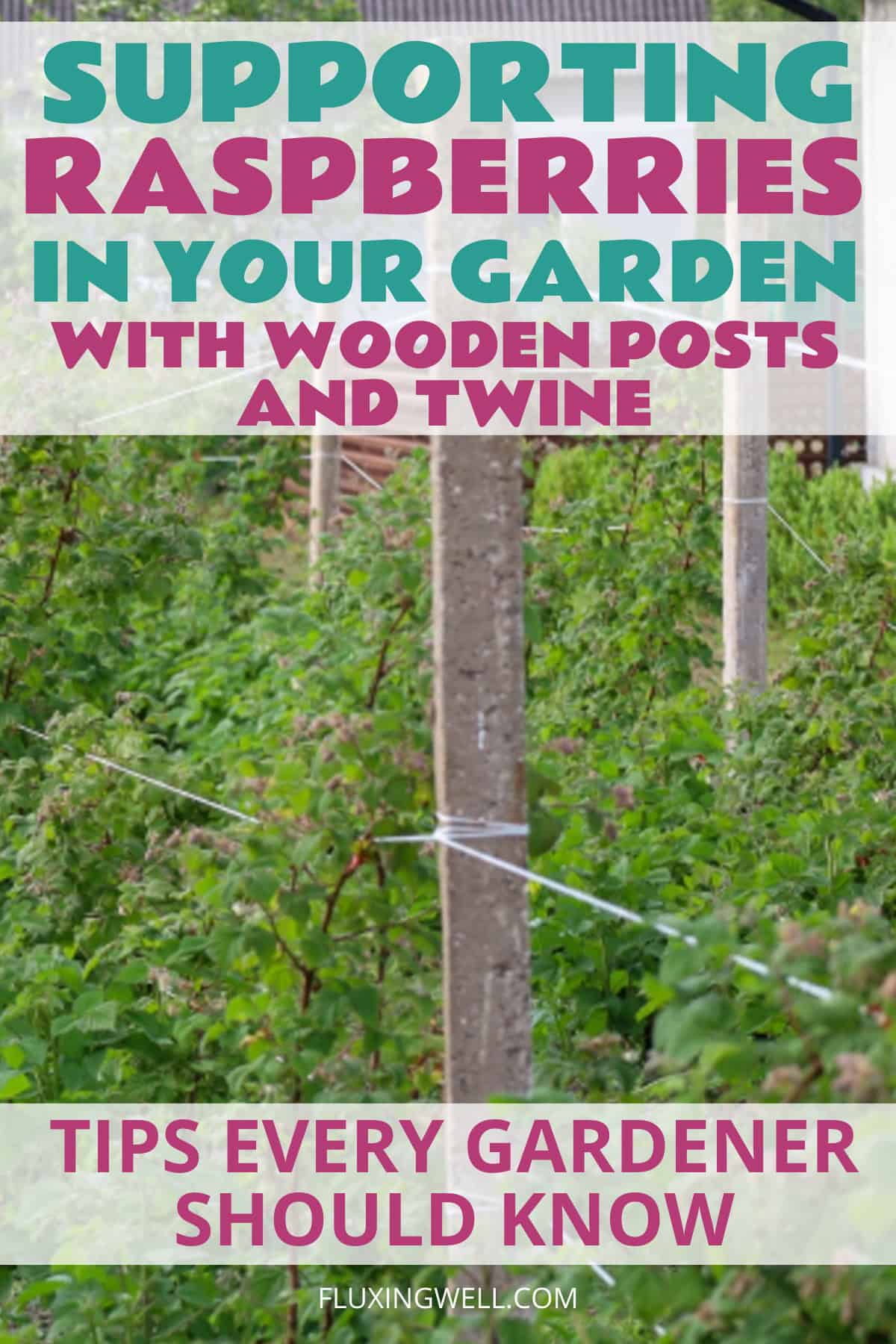 supporting raspberries with twine and posts