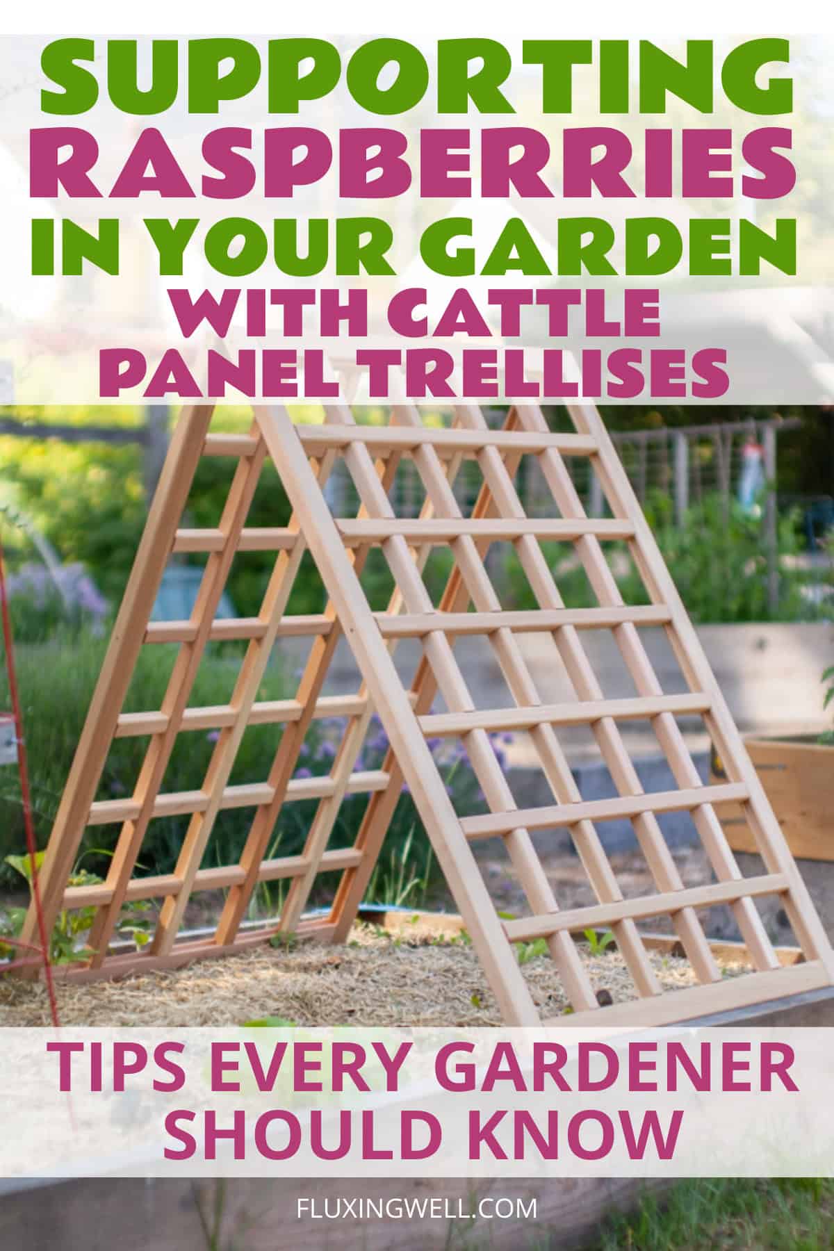 supporting raspberries with a cattle trellis