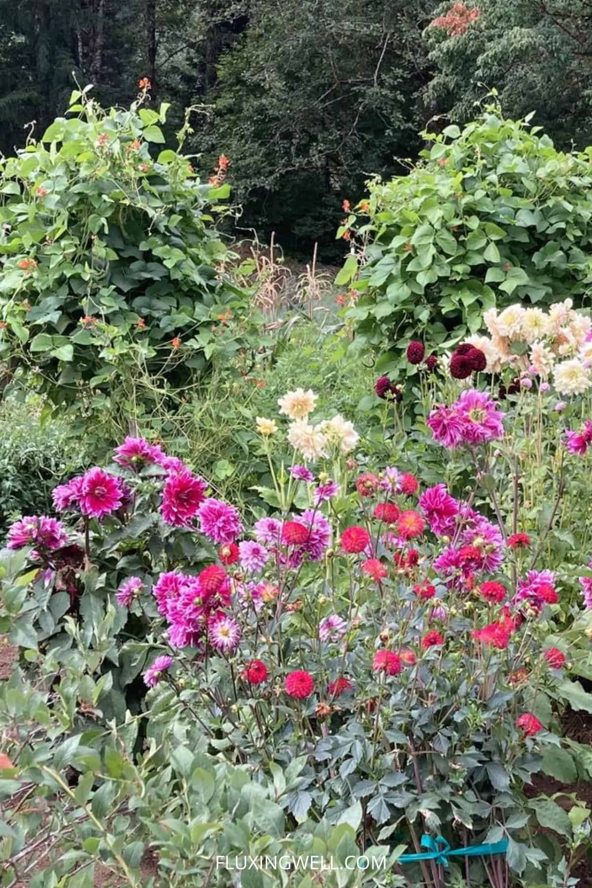 How to design a cut flower garden layout