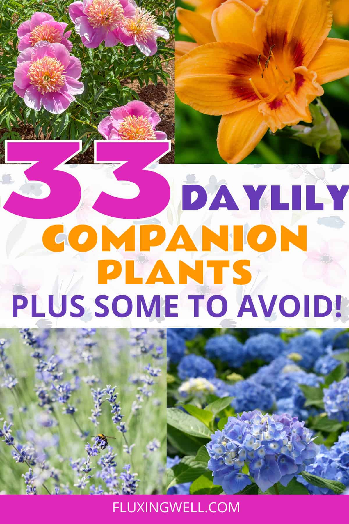 Daylily companion plants collage