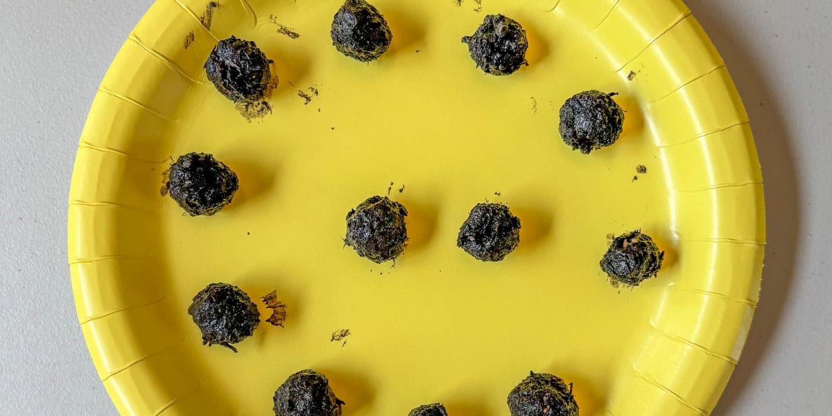 How to make DIY seed bombs closeup