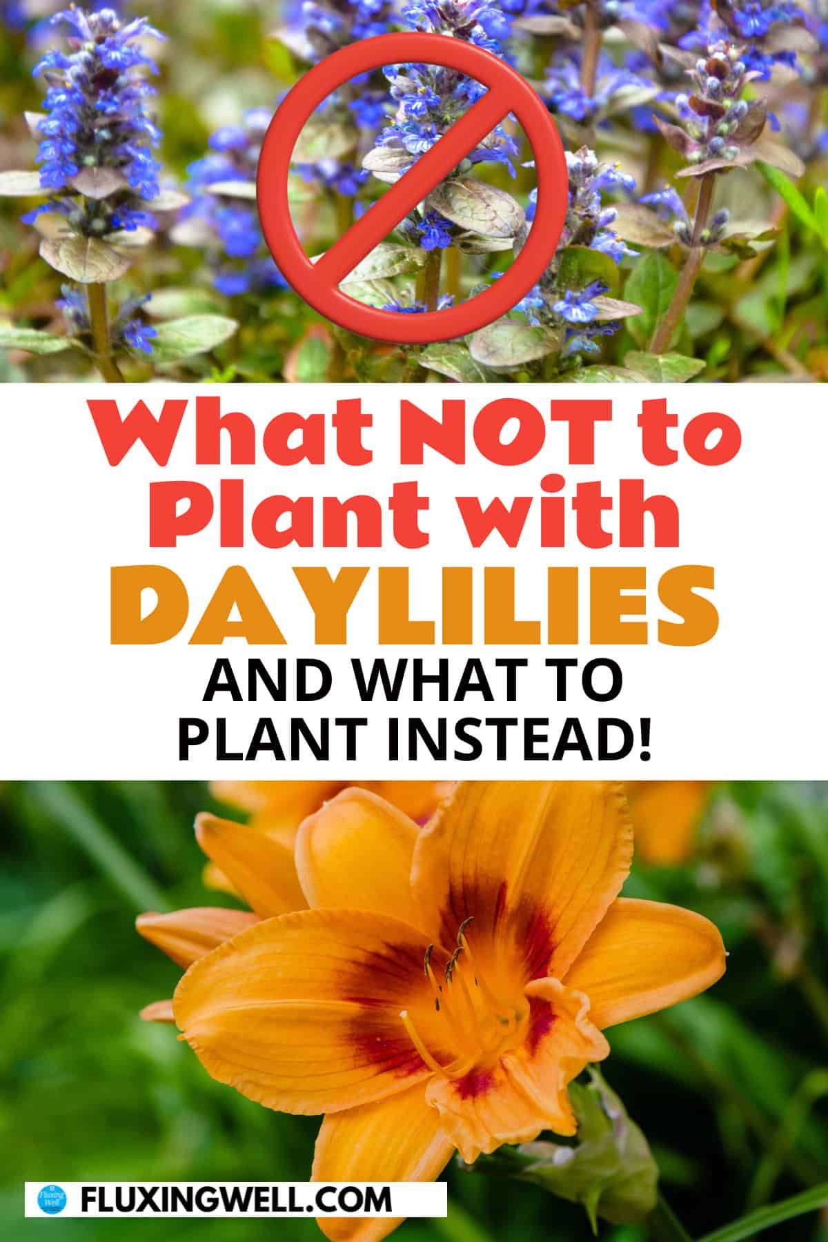 Daylily companion plants what not to plant with daylilies
