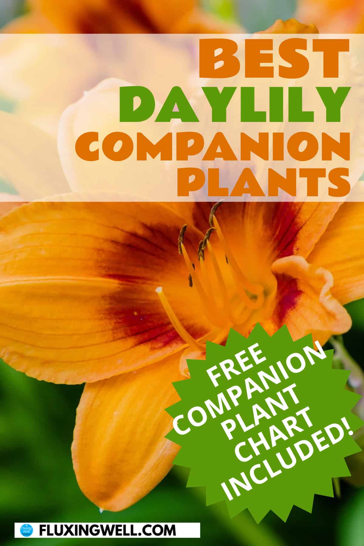 best Daylily companion plants