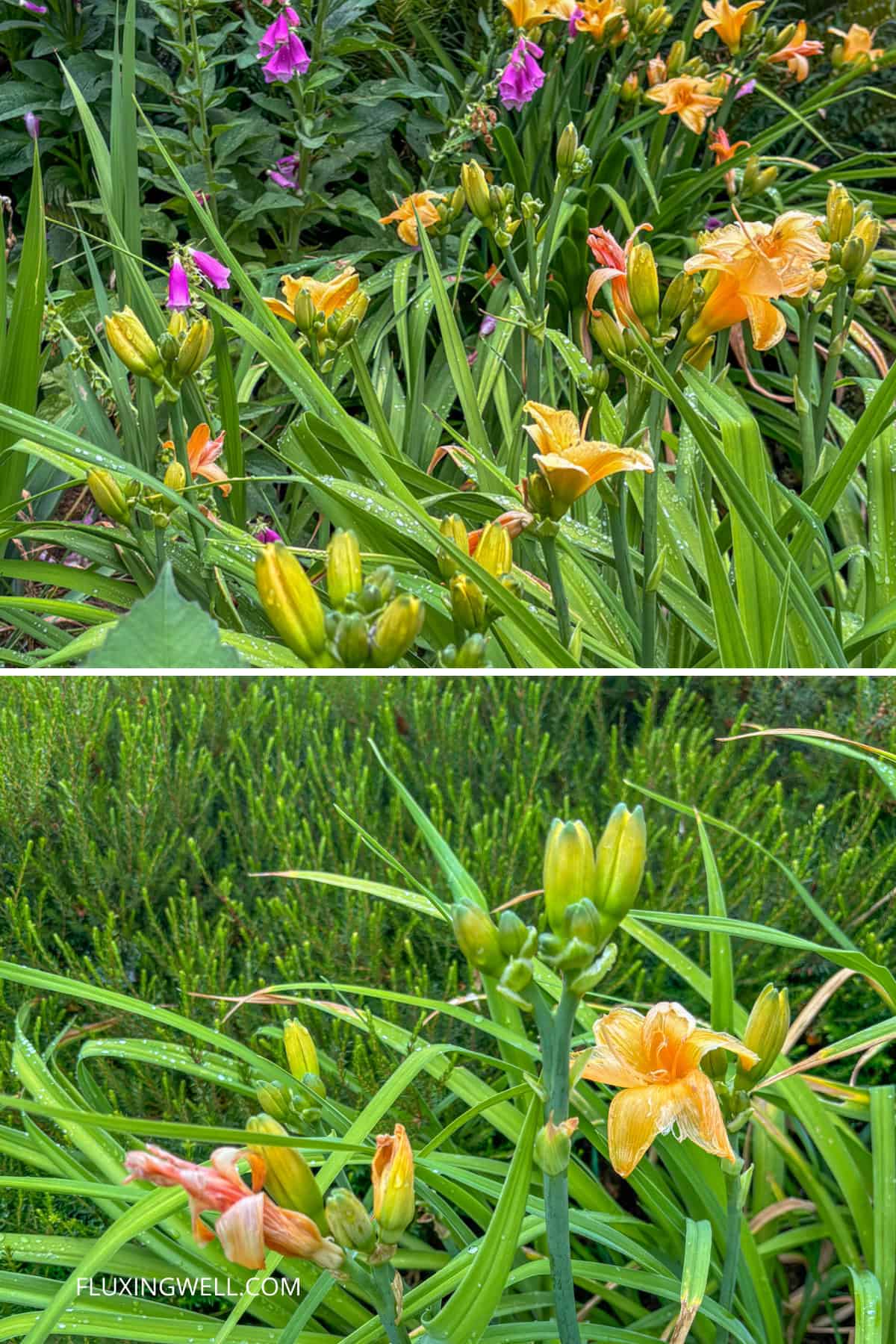 Daylily companion plants in our yard