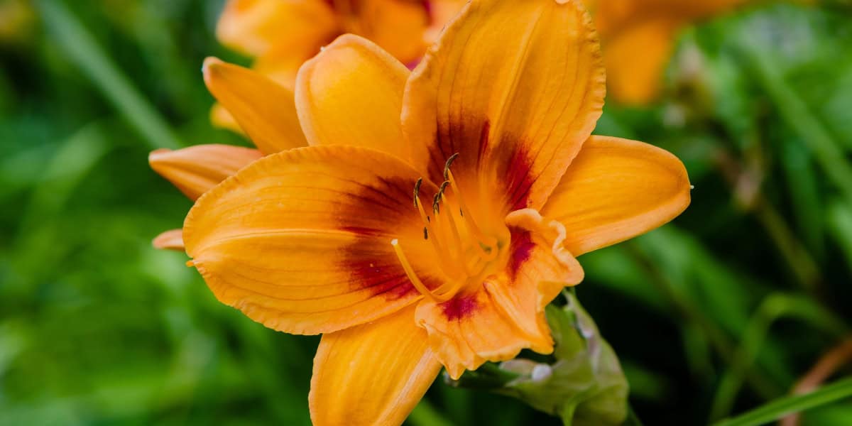 Daylily companion plants closeup