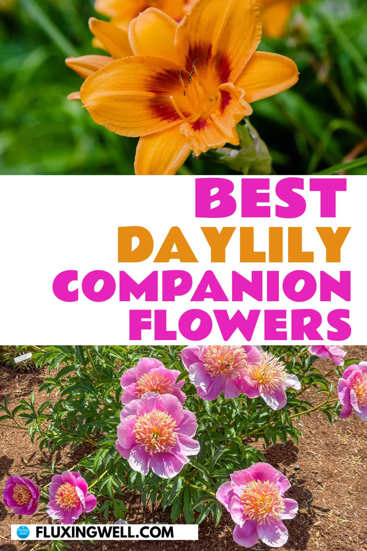 Daylily companion plants flowers