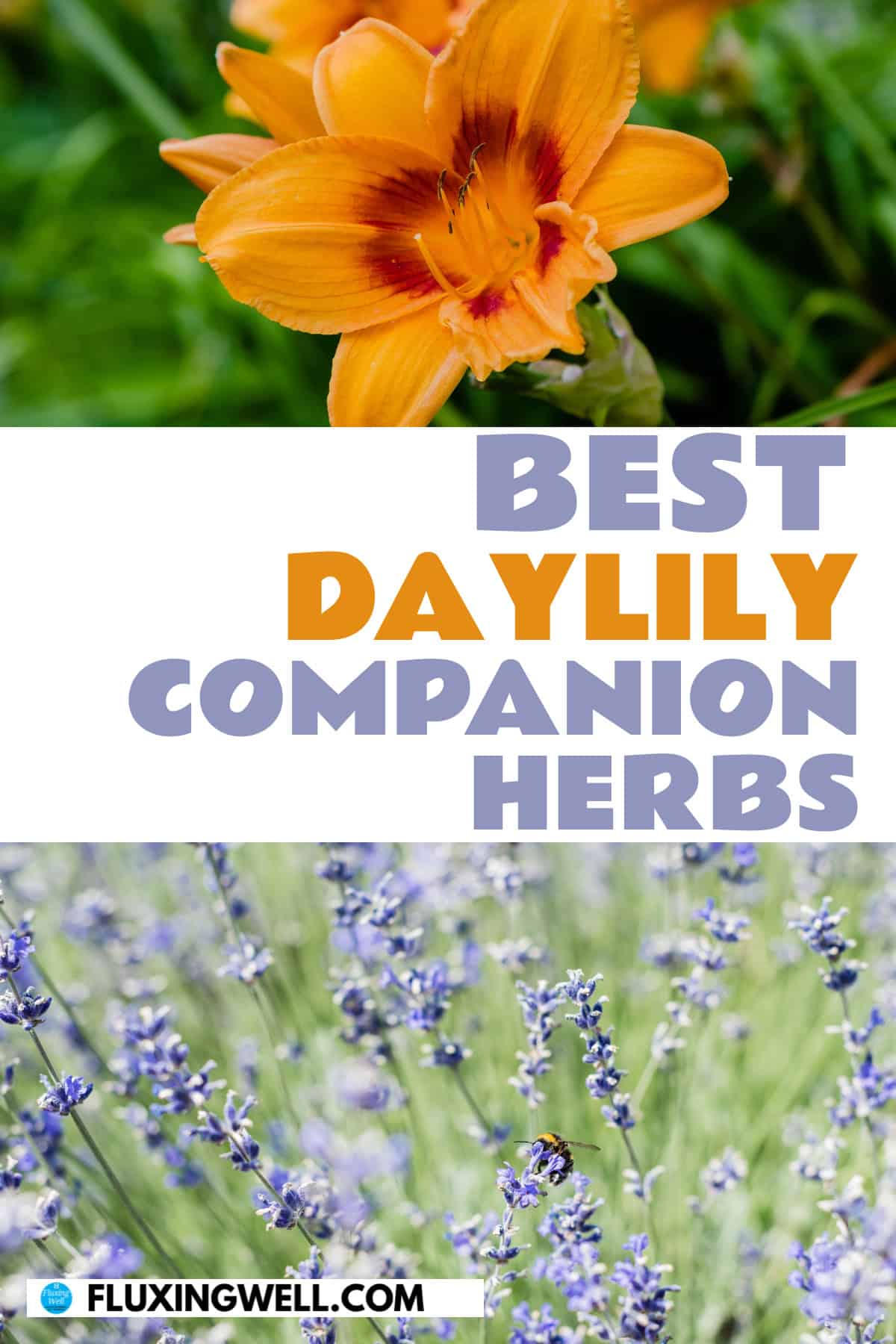 Daylily companion plants herbs