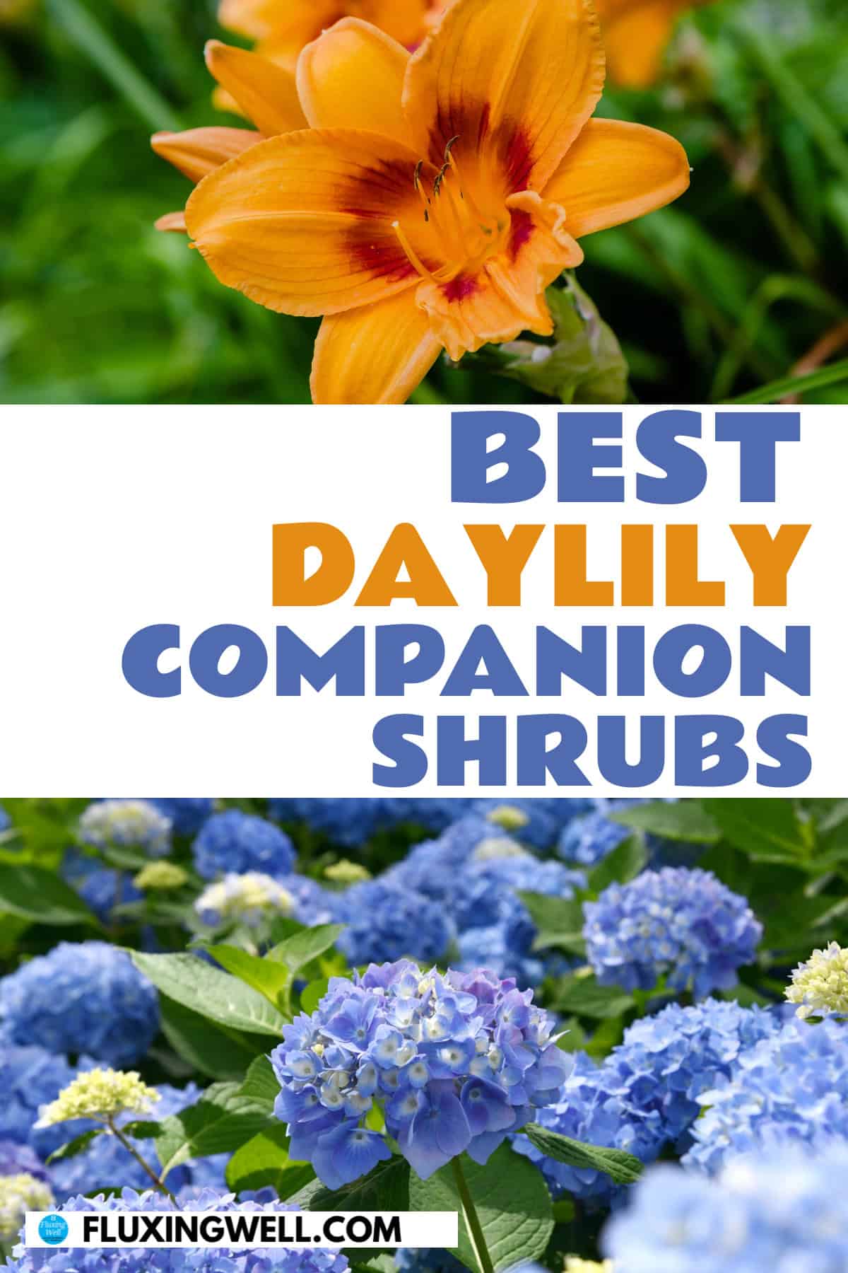 Daylily companion plants shrubs