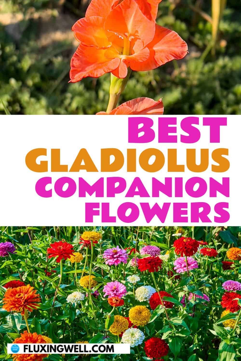 gladiolus companion plants flowers