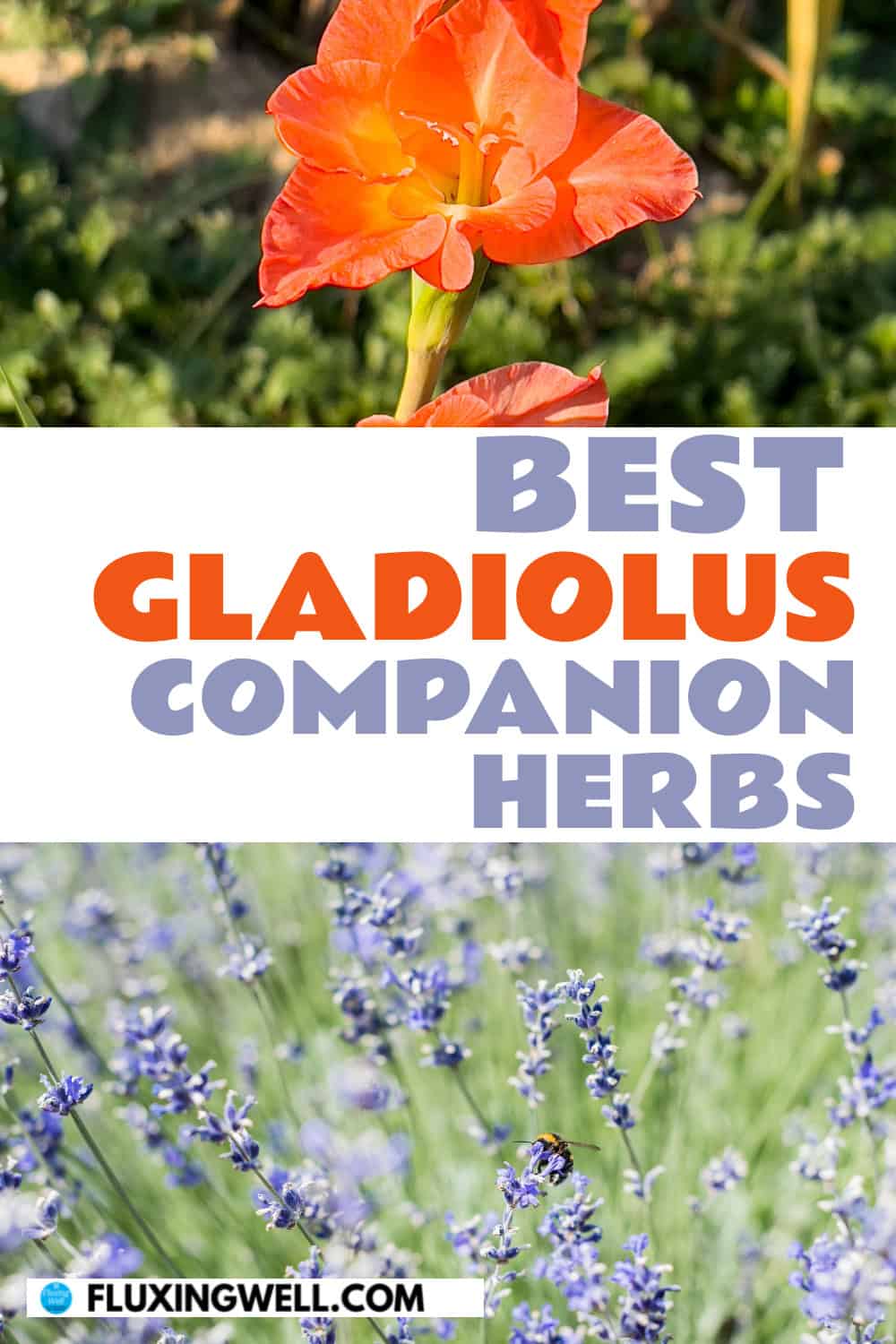gladiolus companion plants herbs